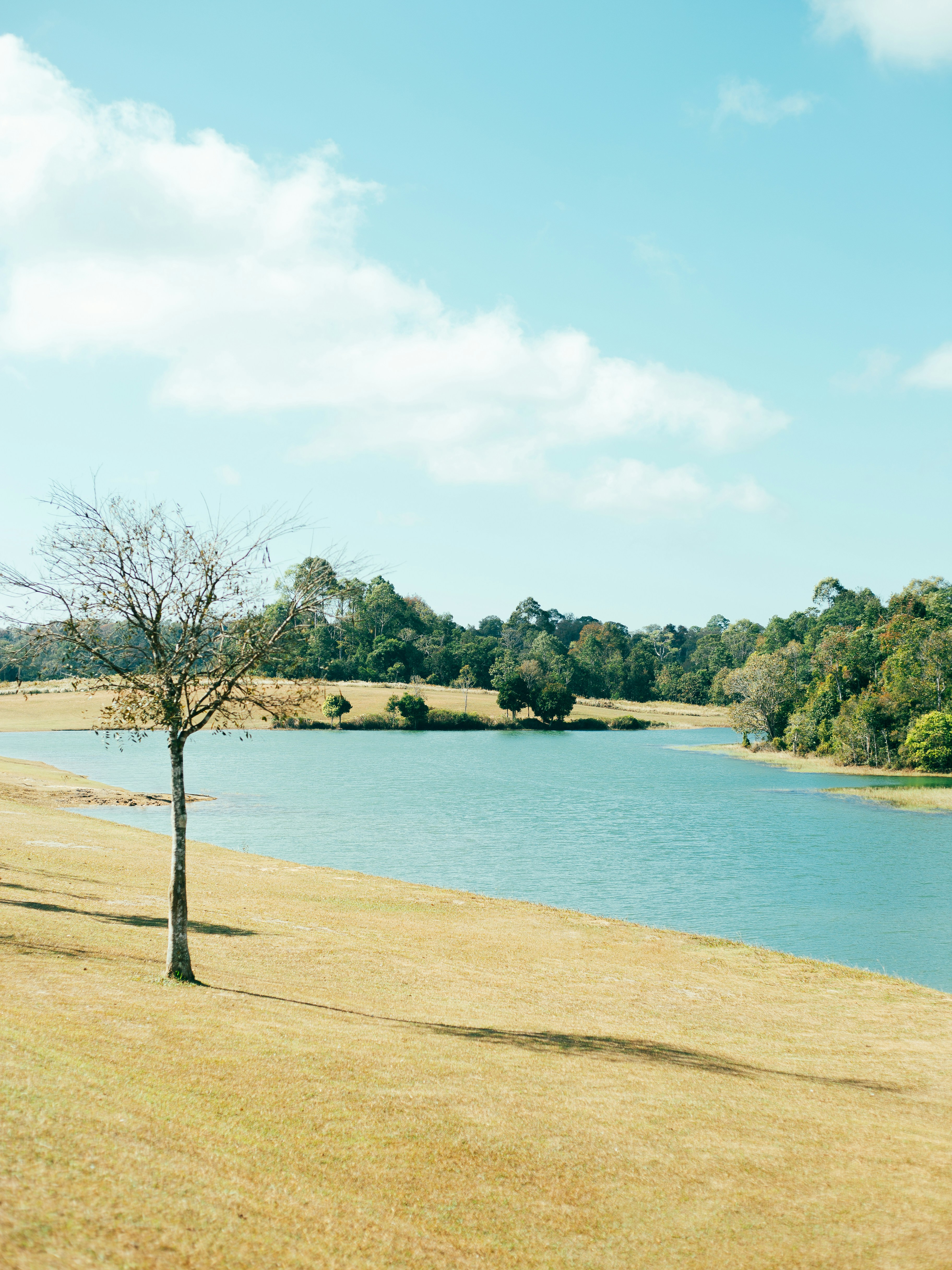 A lone bare tree on a grassy bank beside a calm blue lake