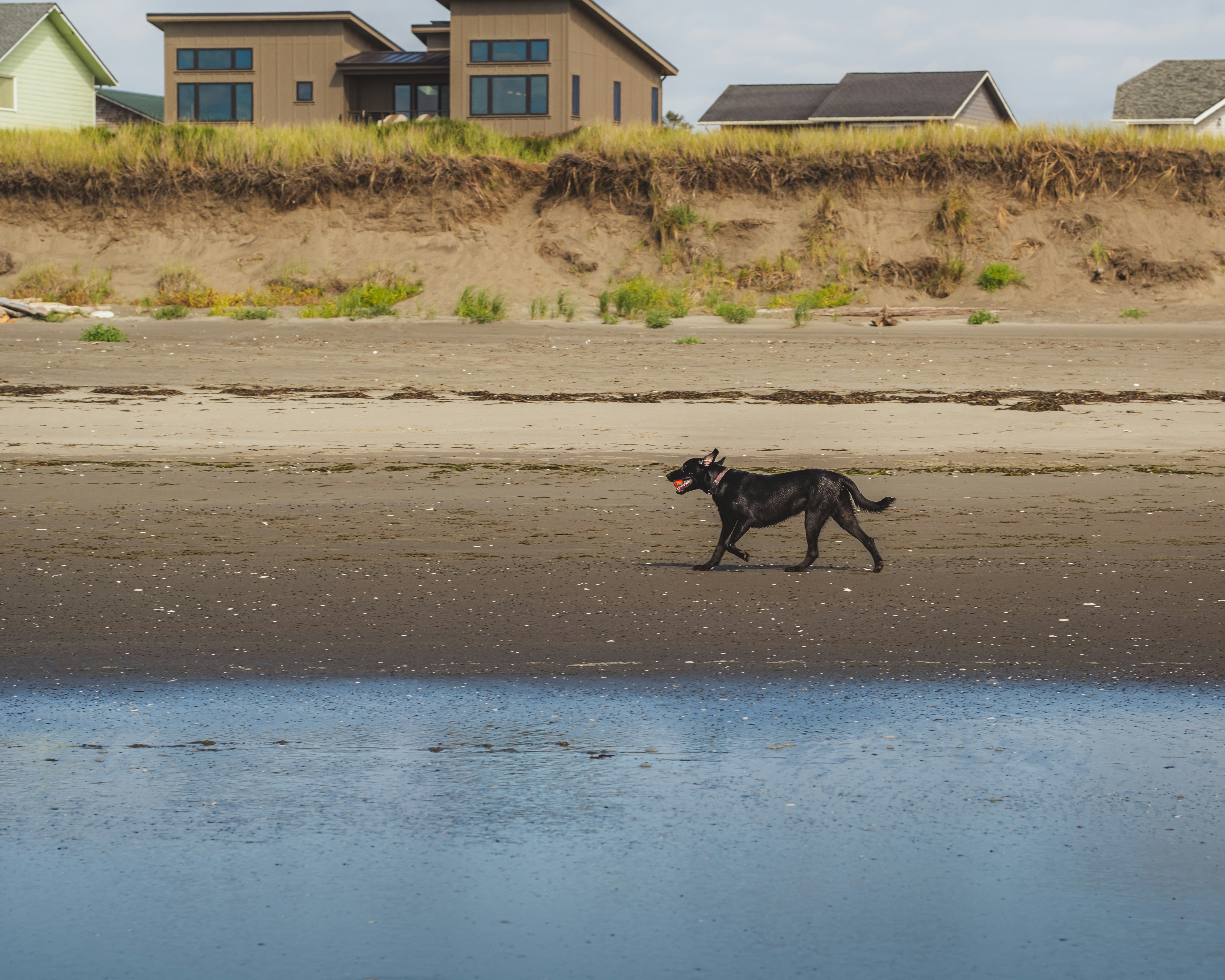 A black dog running with a ball on a sandy beach near dunes