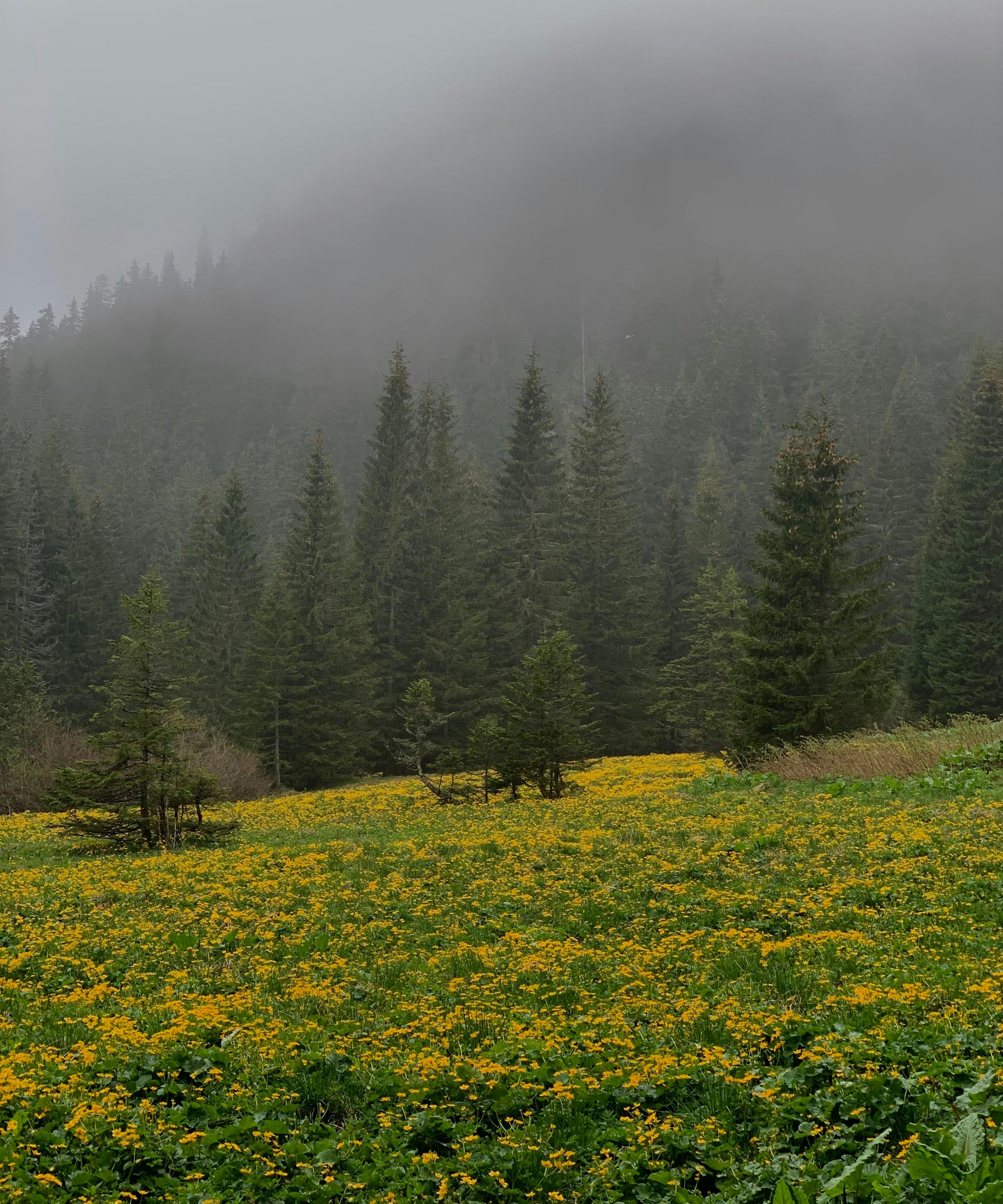 A field of yellow wildflowers before a dense pine forest in thick fog