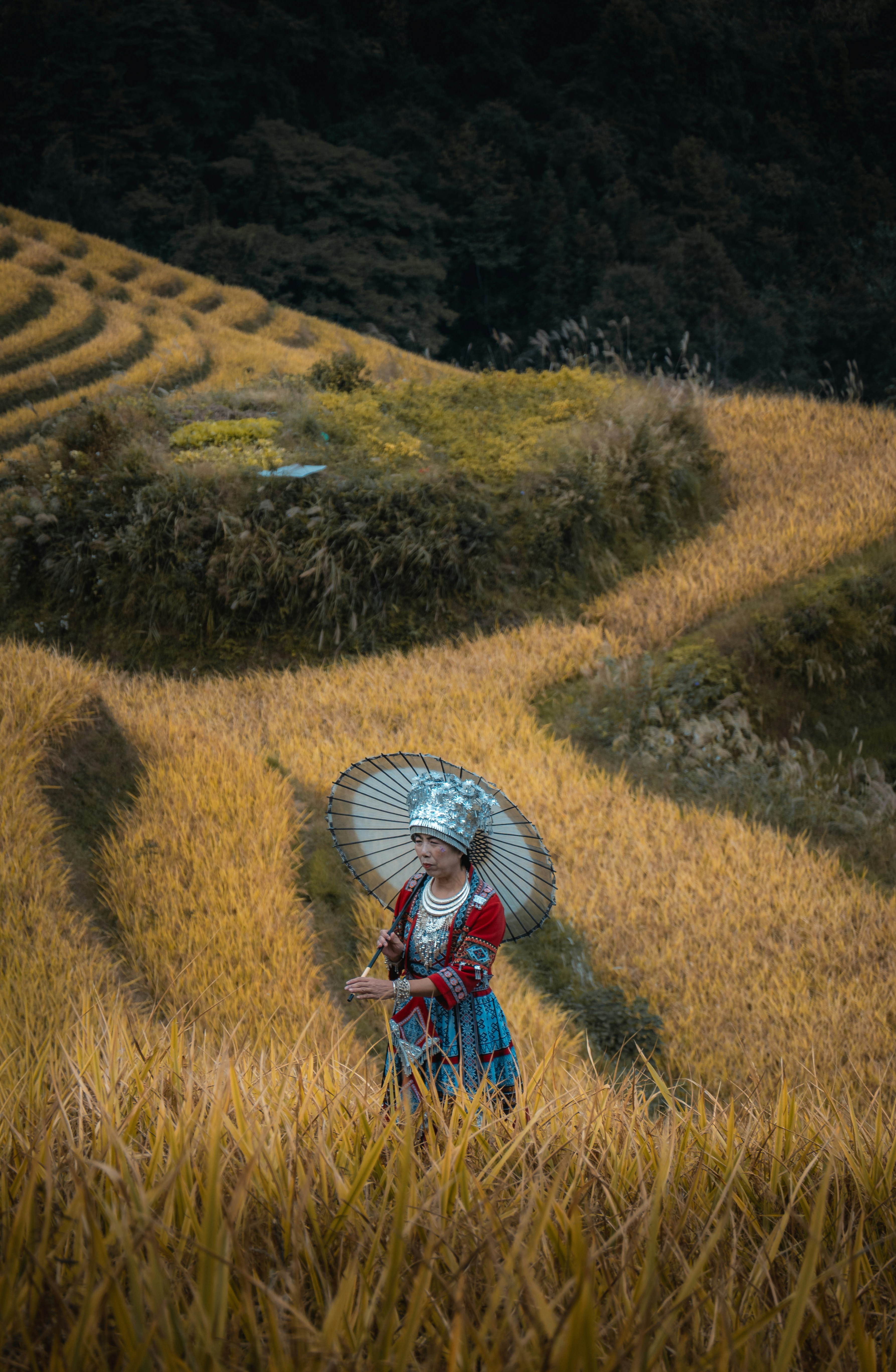 A woman in traditional clothing holding a paper umbrella in golden rice terraces