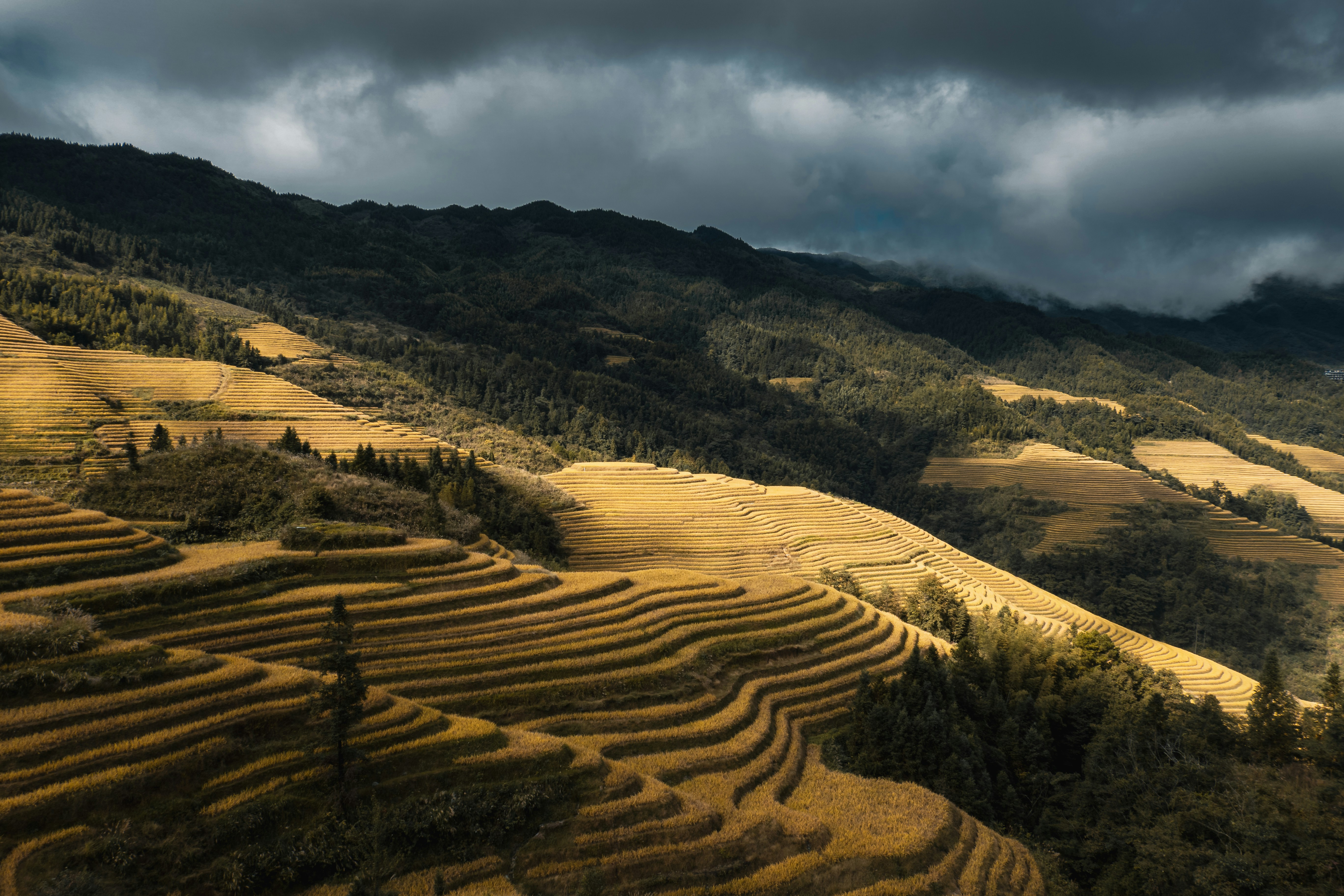 Golden rice terraces carved into steep mountain slopes under a dark cloudy sky