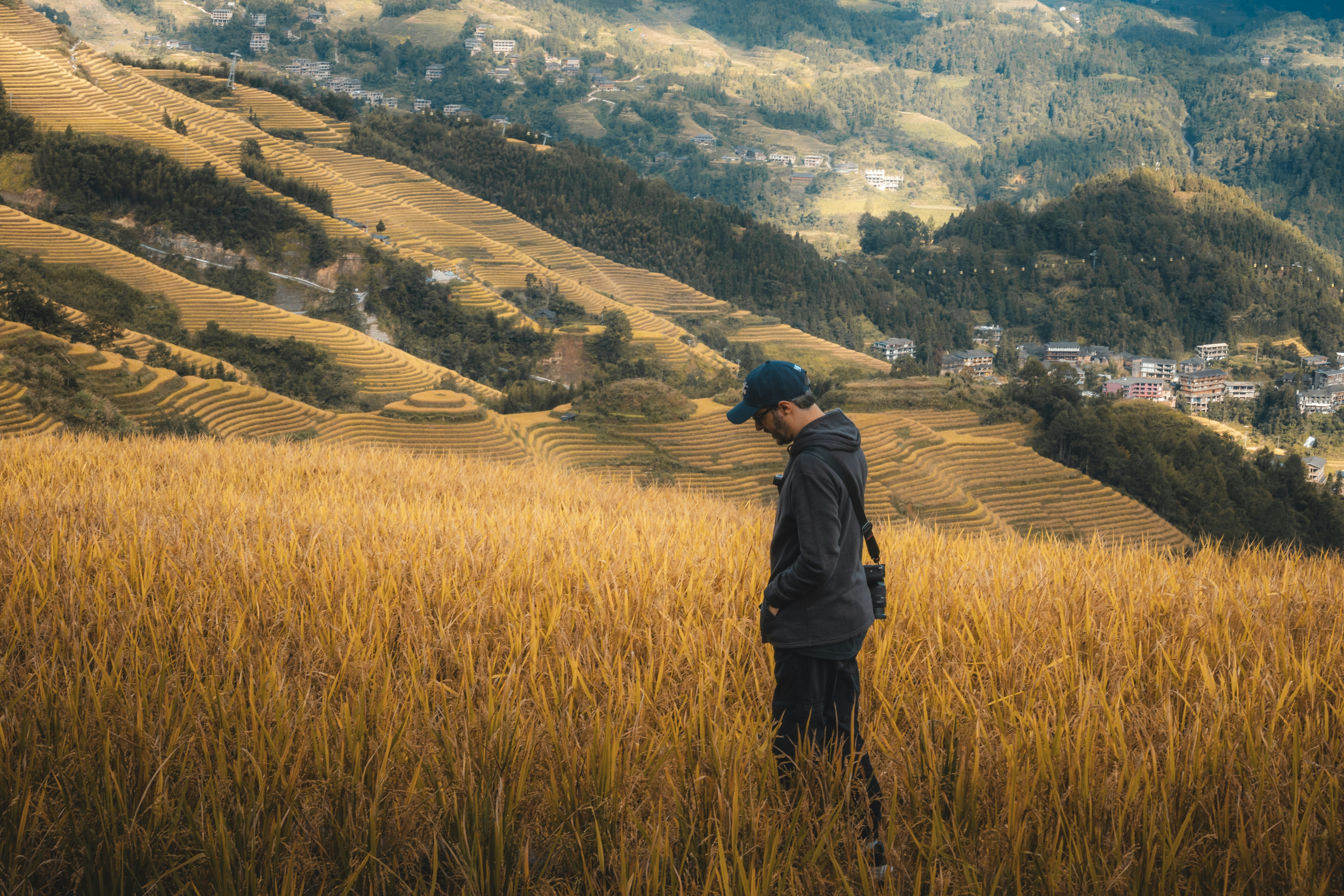 A person in a dark hoodie and cap walking through golden rice terraces