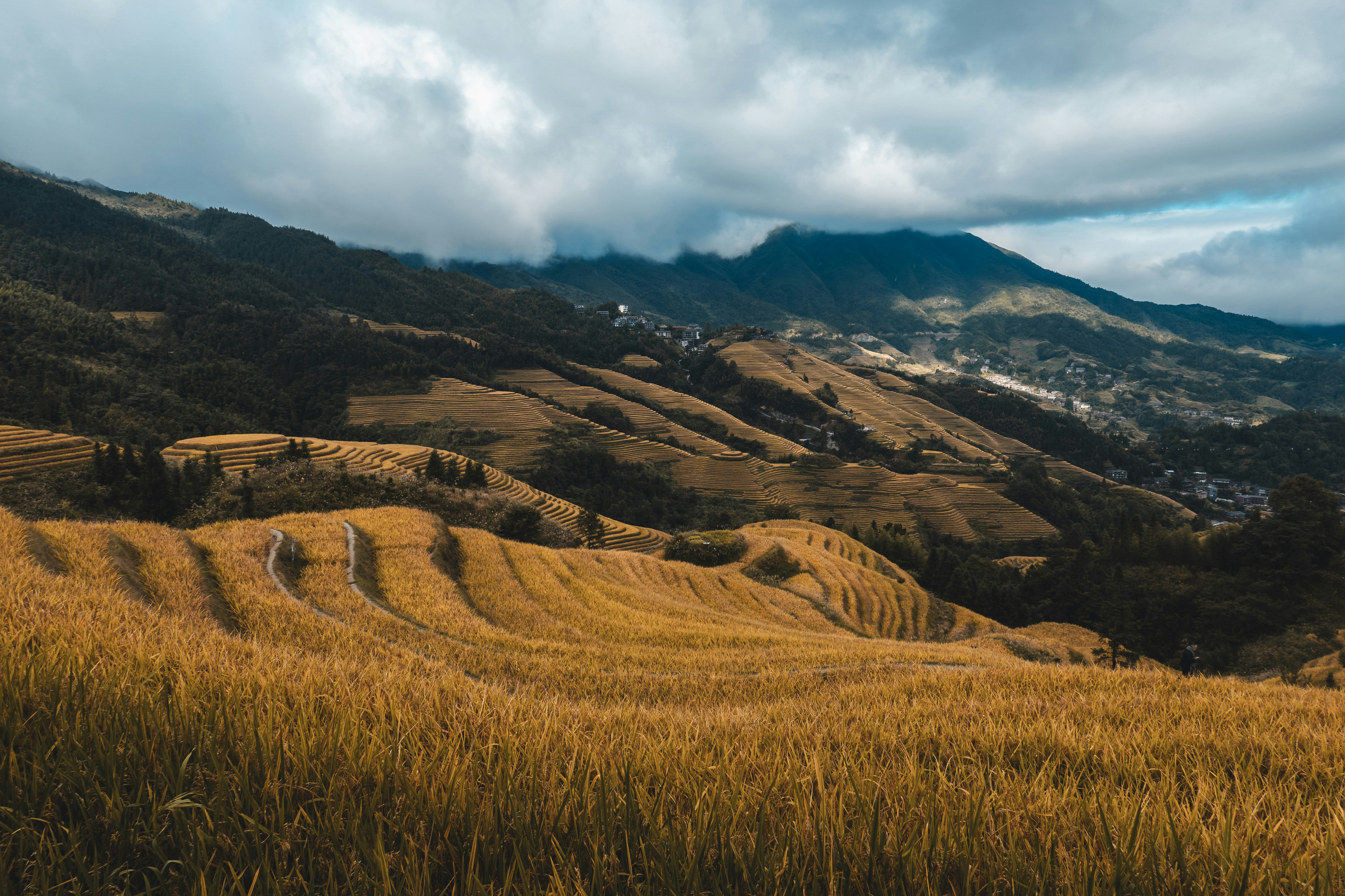 Golden rice terraces carved into a mountain slope under a cloudy sky