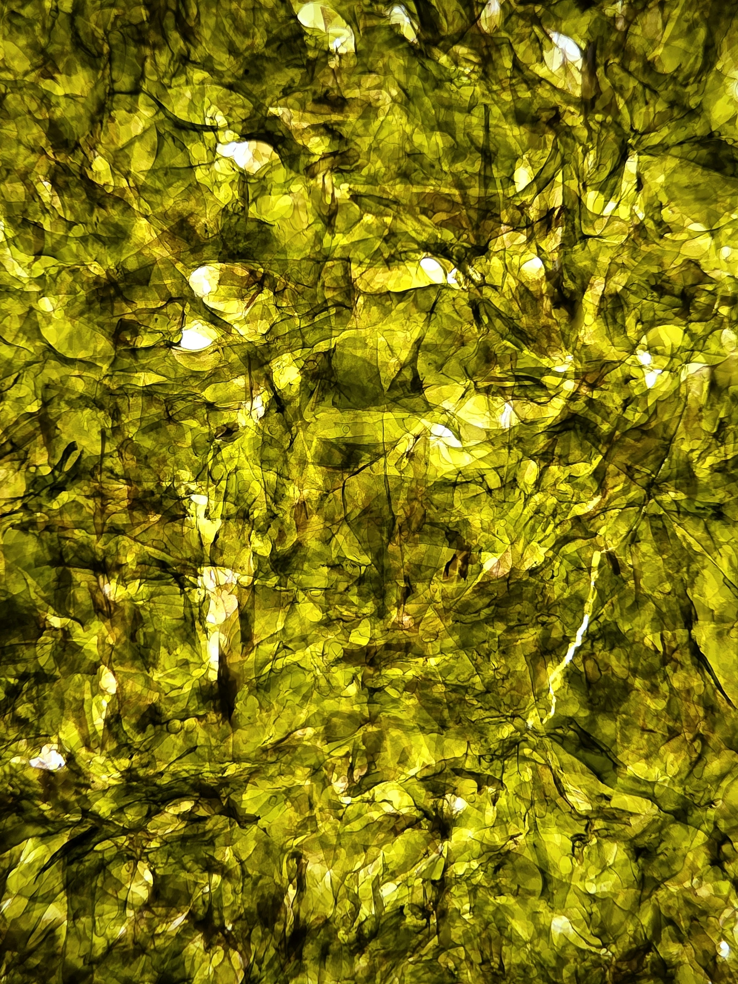 Backlit sheet of thin green roasted seaweed with a delicate fibrous texture