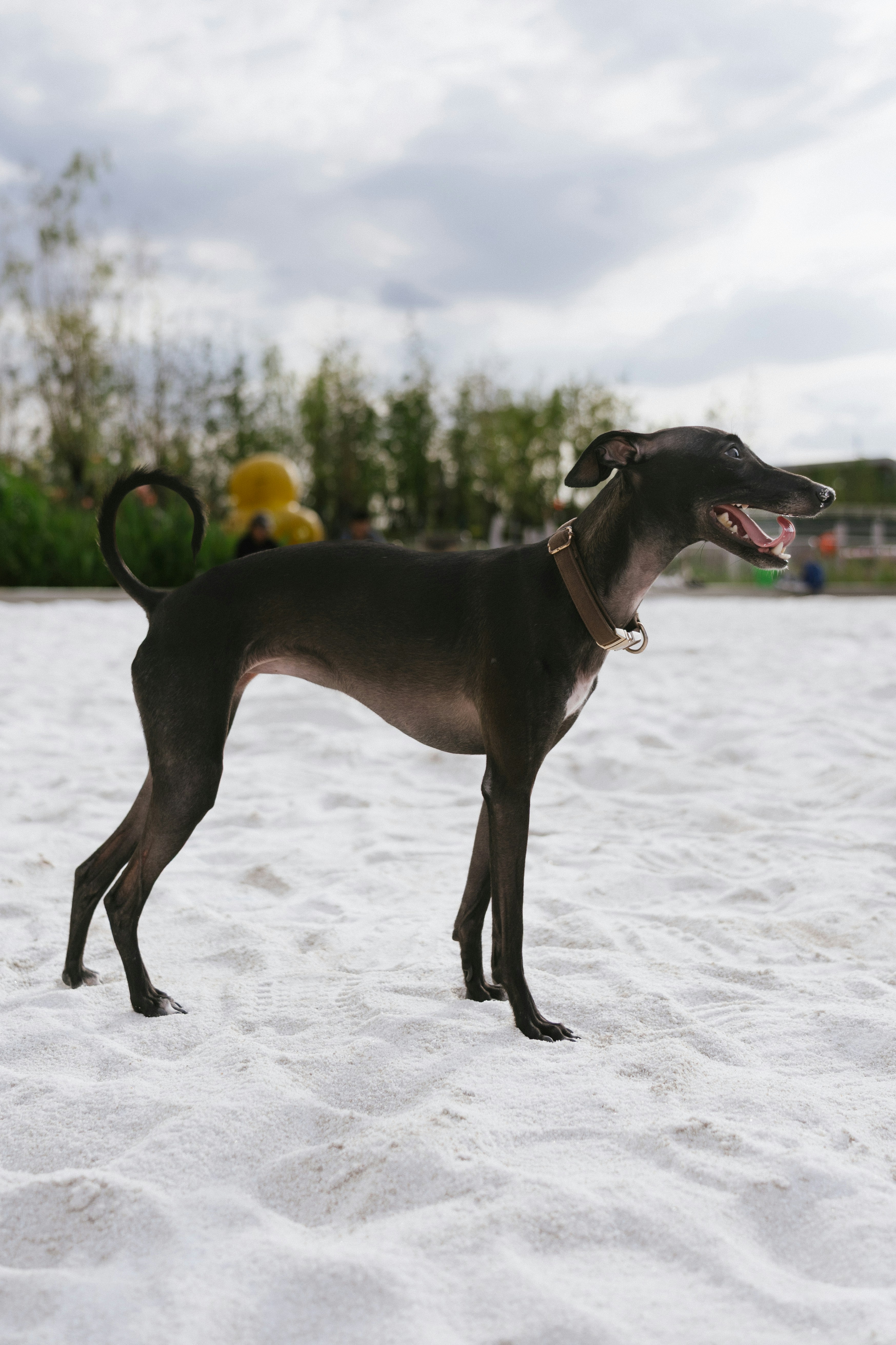 A black Italian Greyhound with a brown collar on white sand