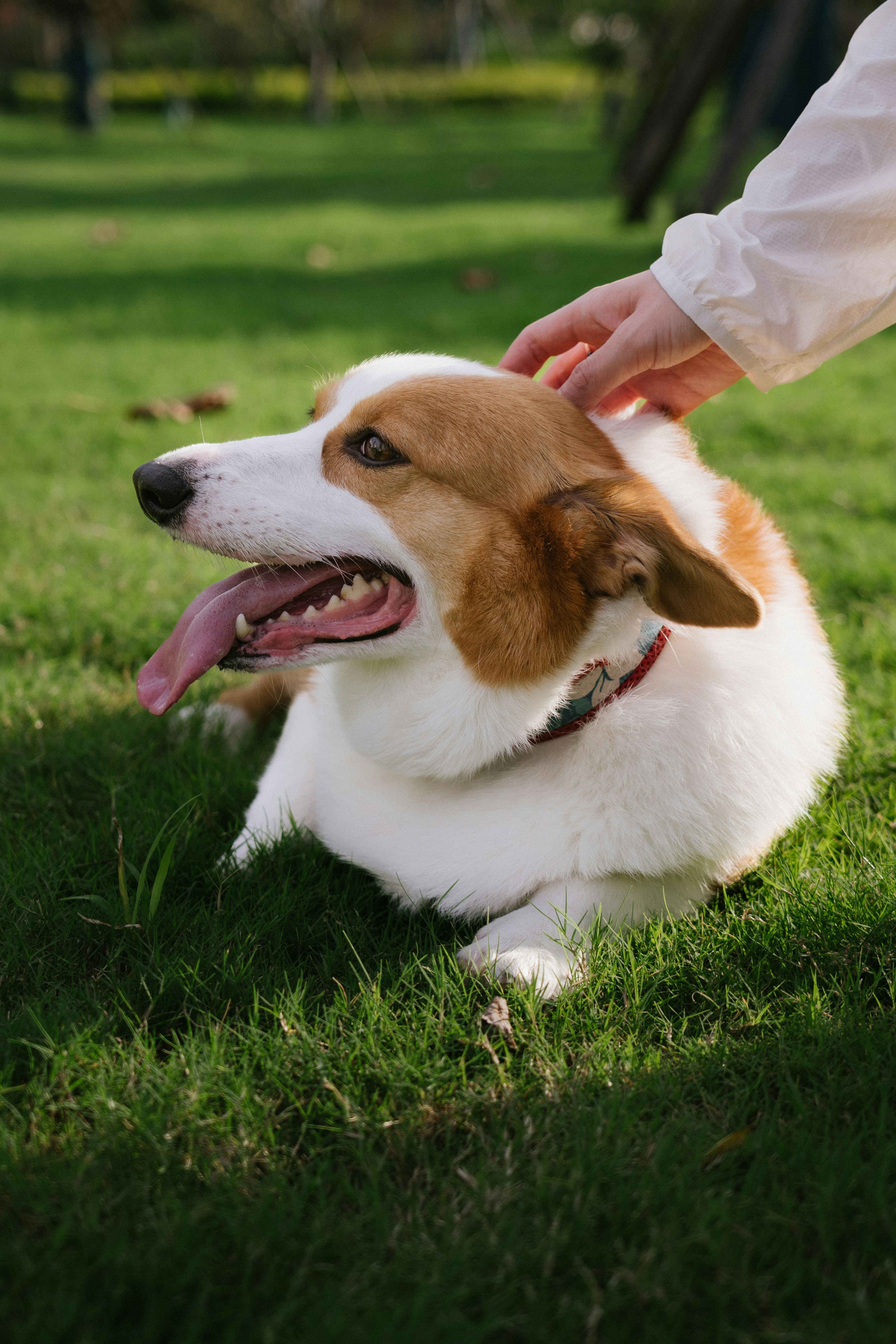 A person petting a brown and white corgi on green grass