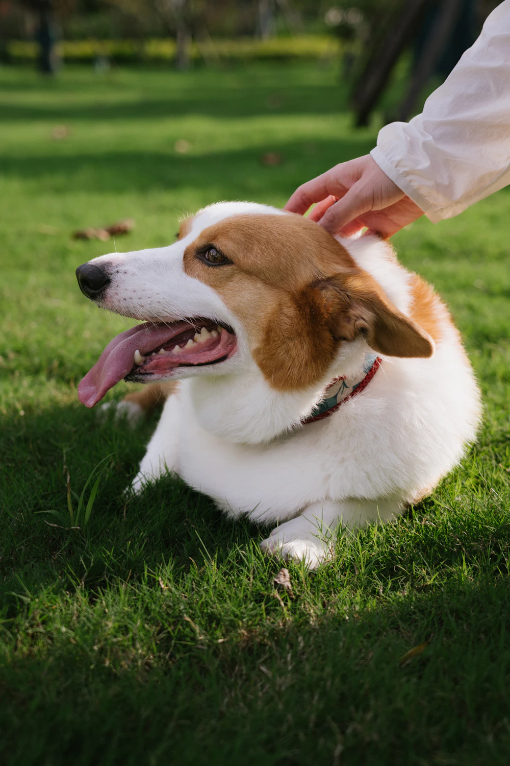 A happy corgi with a clean coat being petted on the lawn