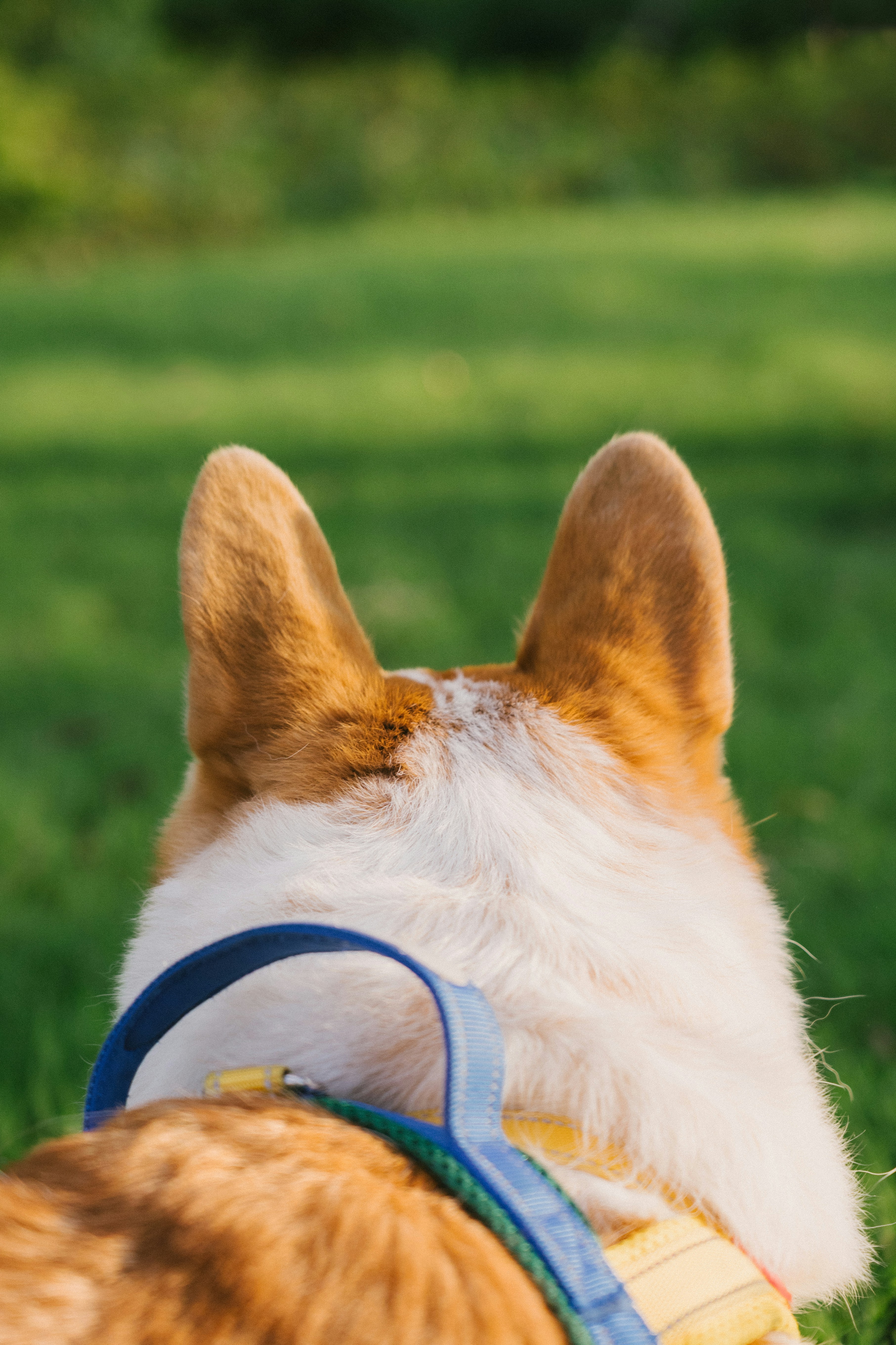 A corgi seen from behind wearing a blue and yellow harness in grass