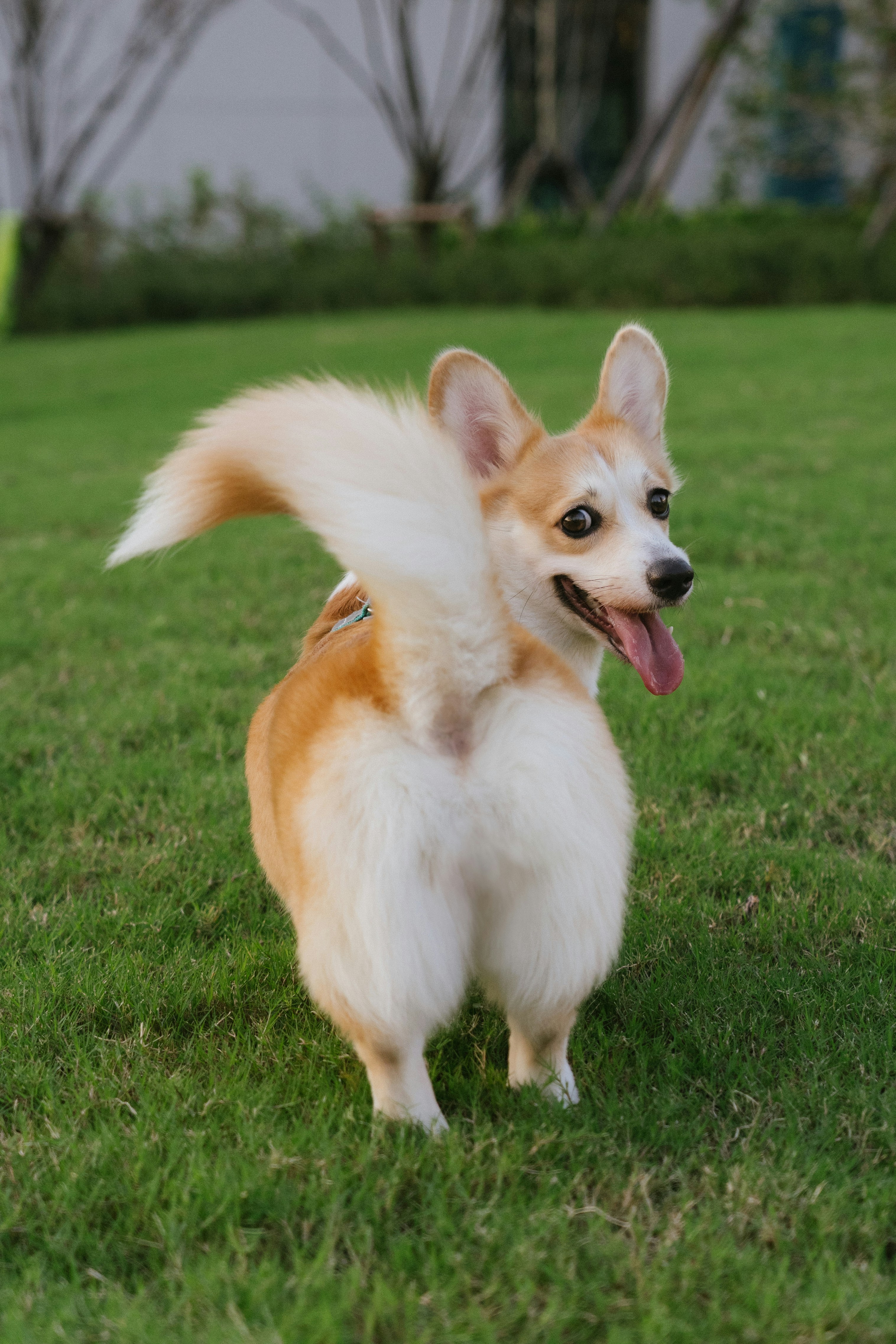 A Pembroke Welsh corgi with a fluffy tail standing on a green lawn