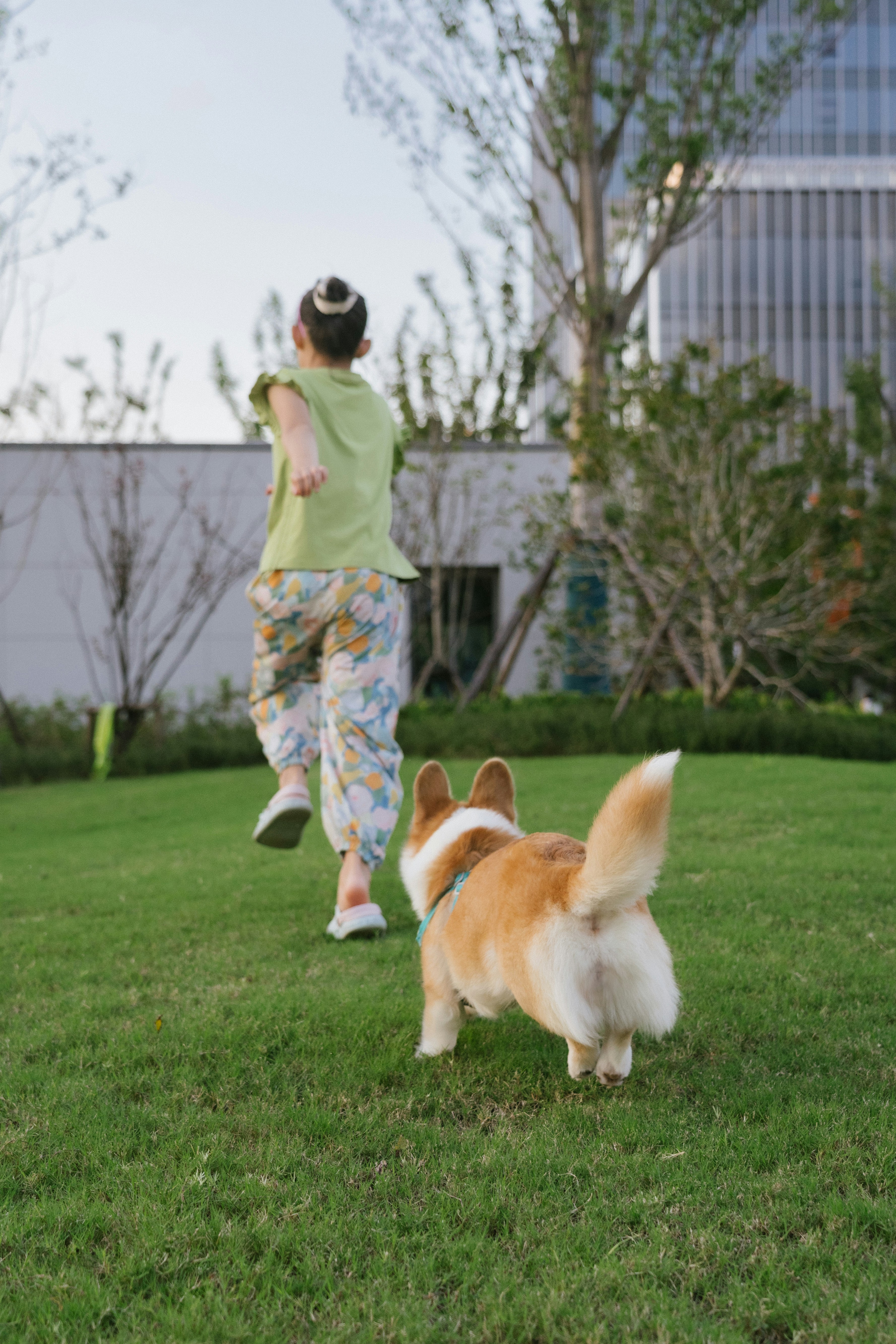 A child running on a green lawn with a corgi dog