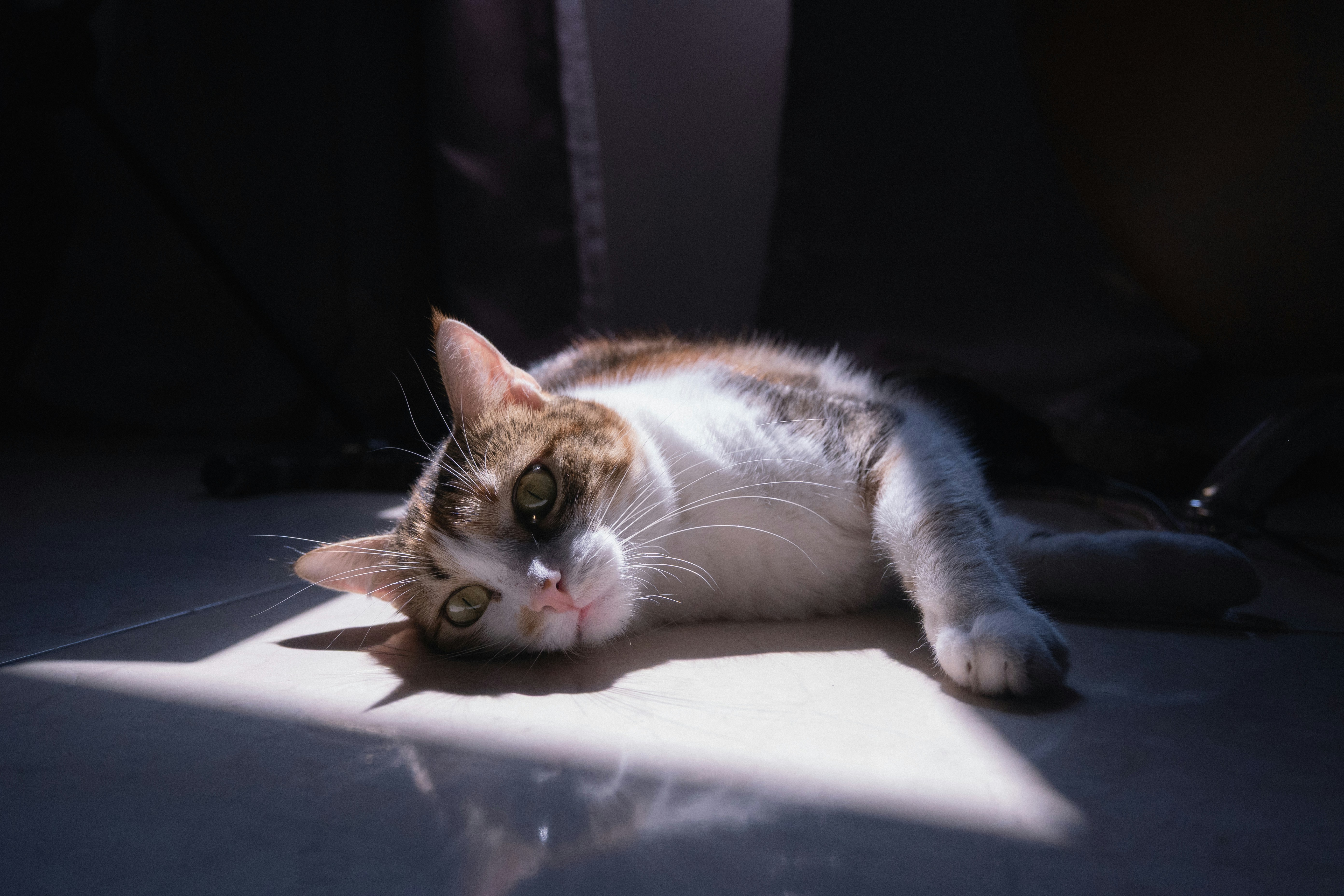 A calico cat lying on a tiled floor in a patch of sunlight