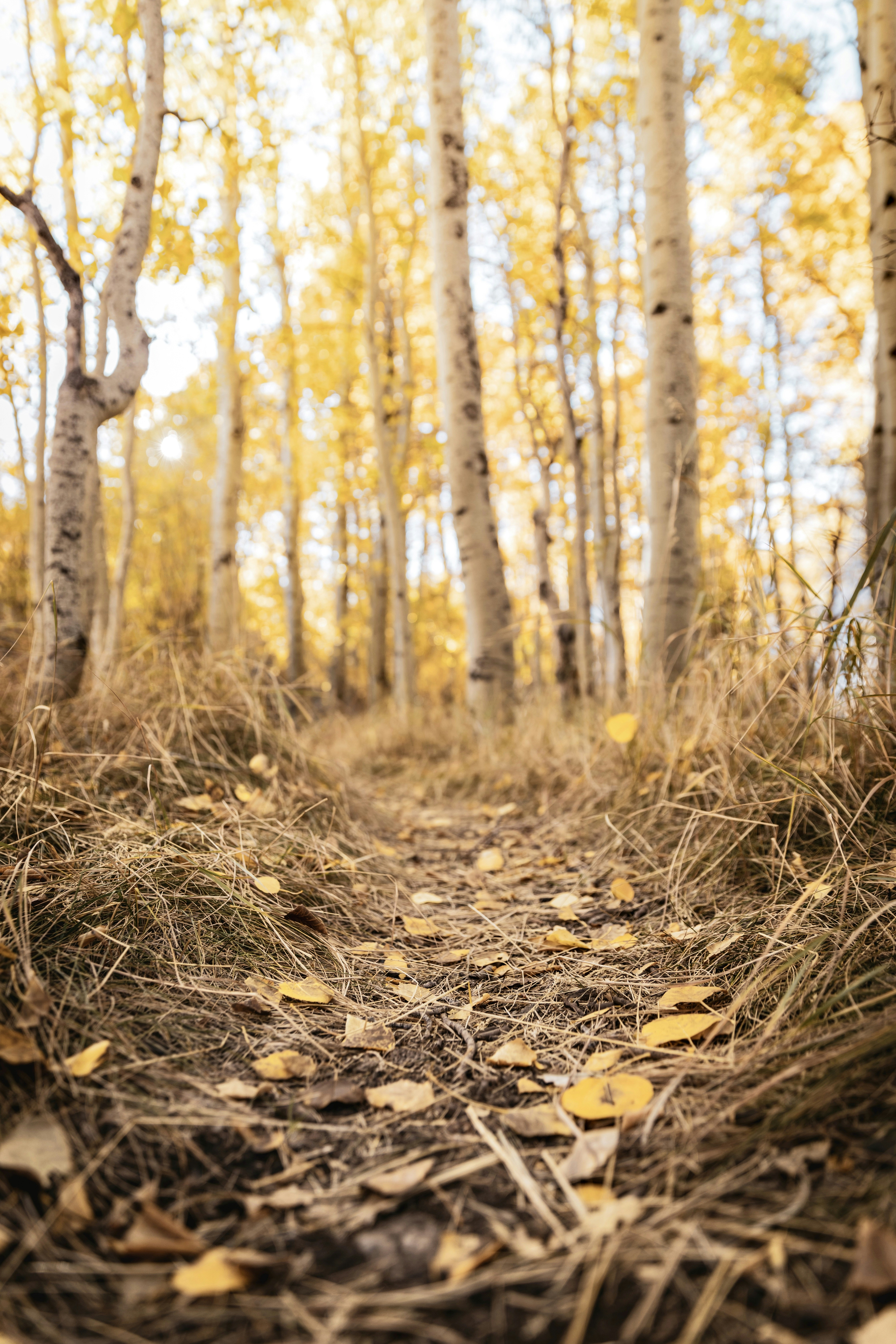 Un estrecho camino de tierra a través de un bosque de álamos álamos con hojas doradas de otoño