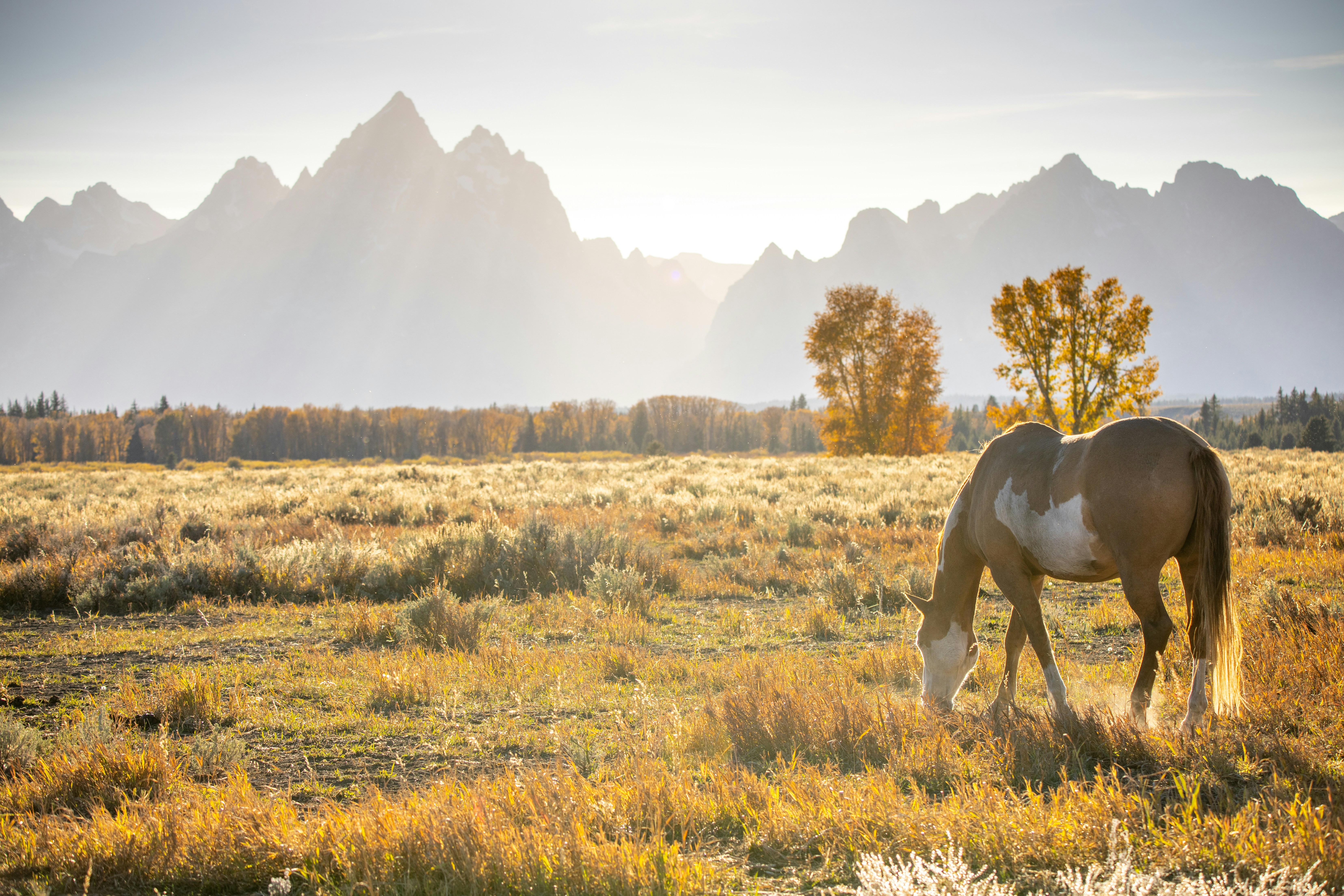 Un caballo pintado pastando en un prado dorado ante picos montañosos escarpados
