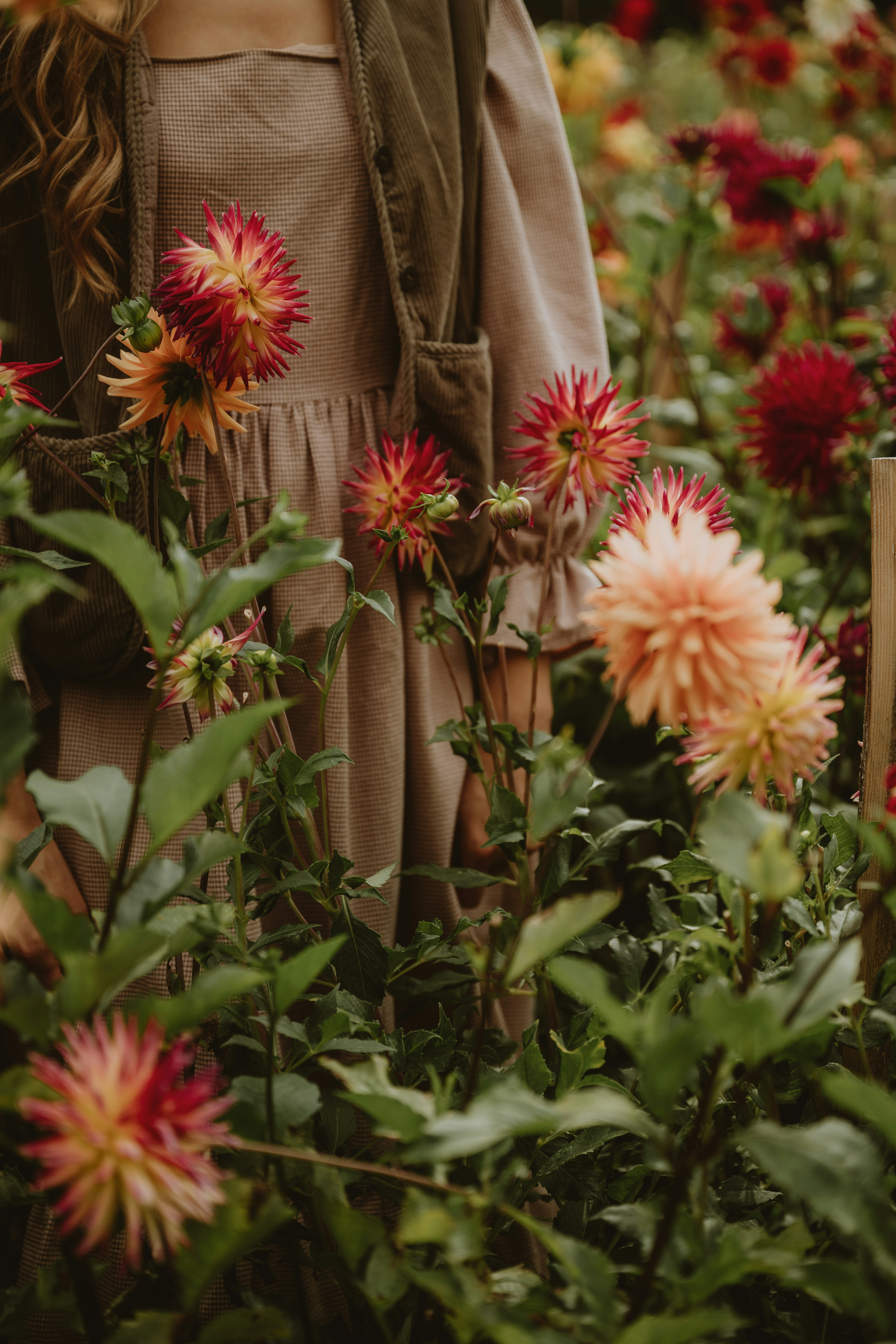 A person in a beige dress and vest standing among blooming dahlia flowers - 相关推荐
