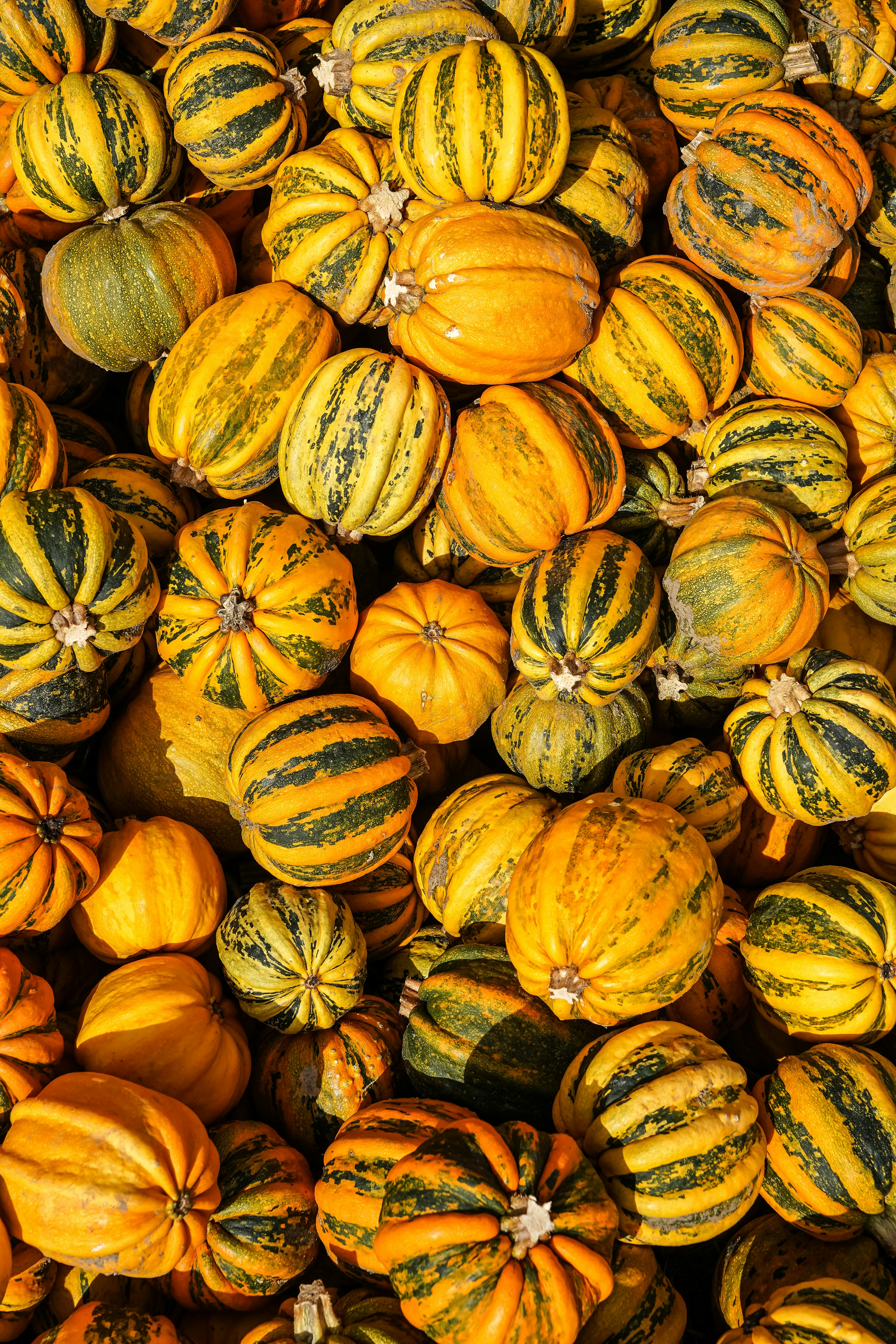 A large pile of yellow and green striped carnival squash