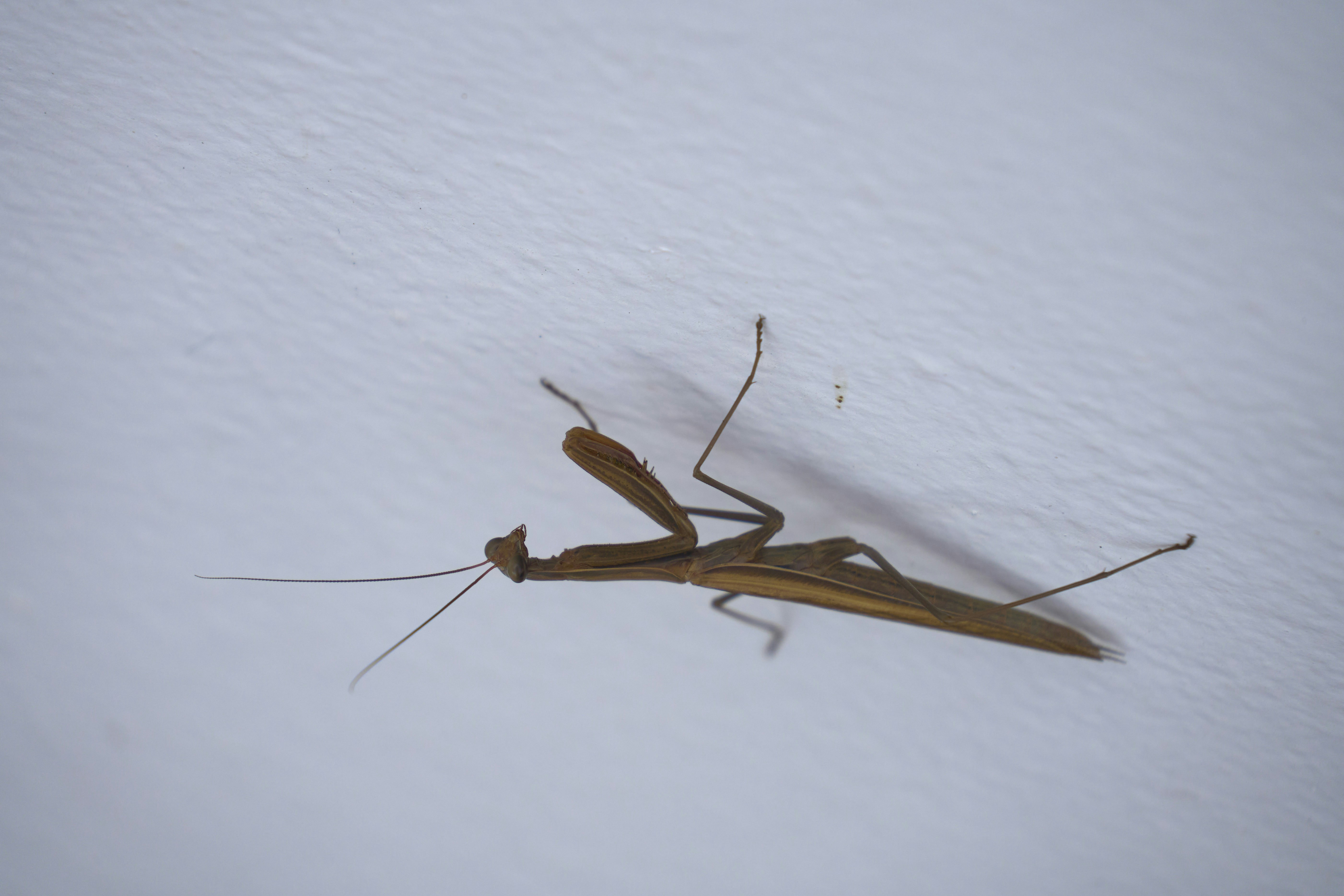 A brown praying mantis on a white wall