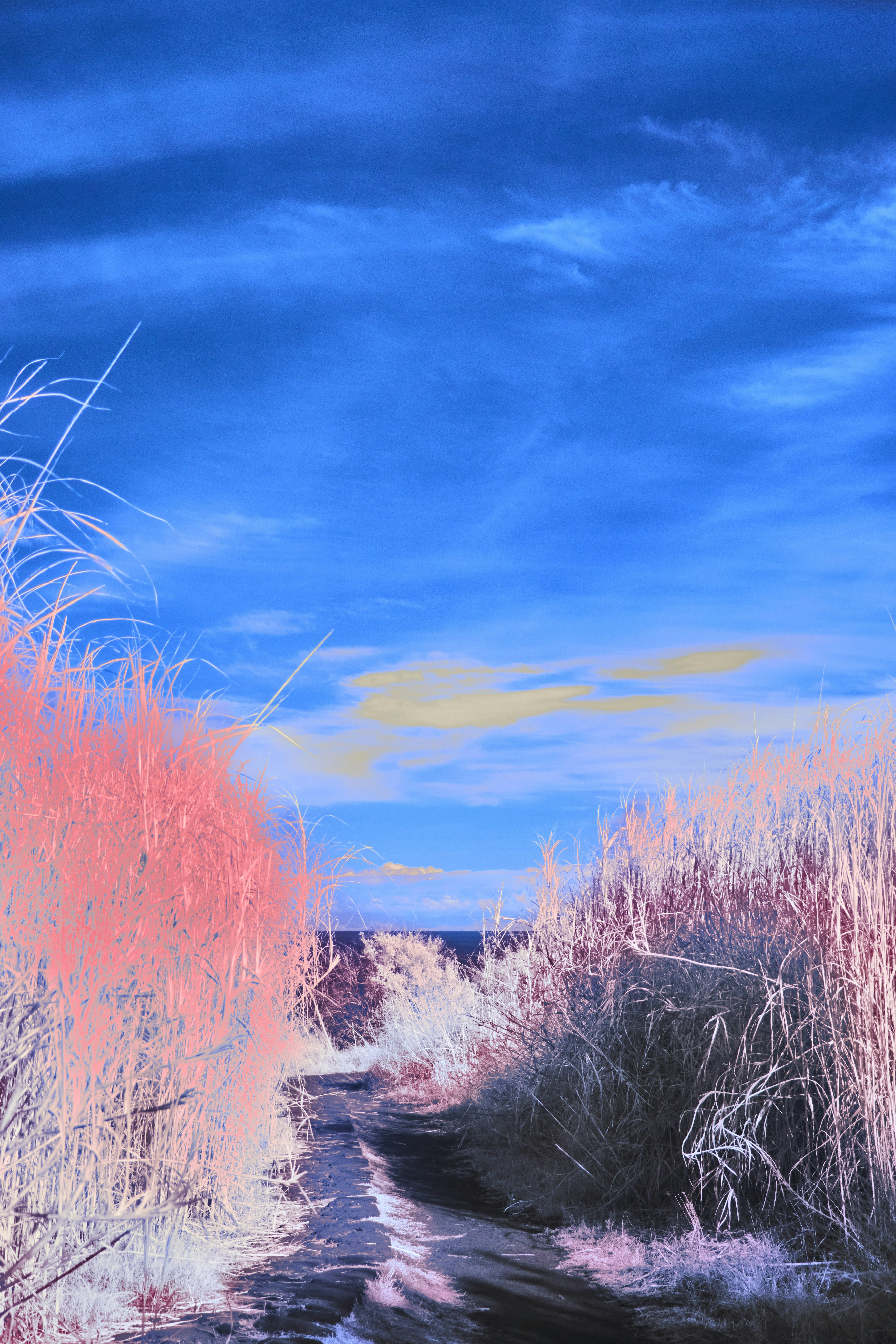 A dirt path between tall pink grasses under a vibrant blue sky