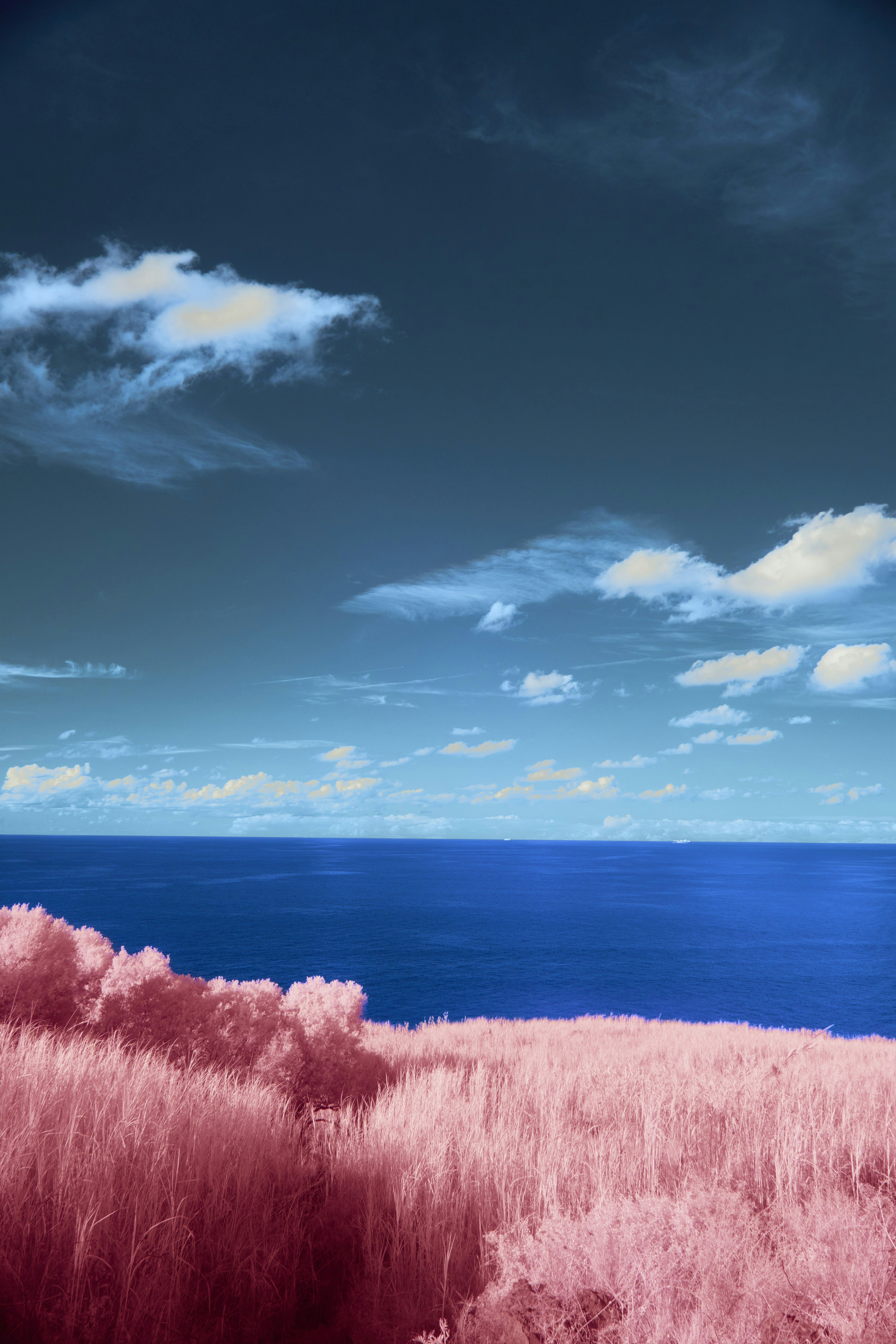 Pink grass and bushes overlooking a deep blue ocean under a bright sky