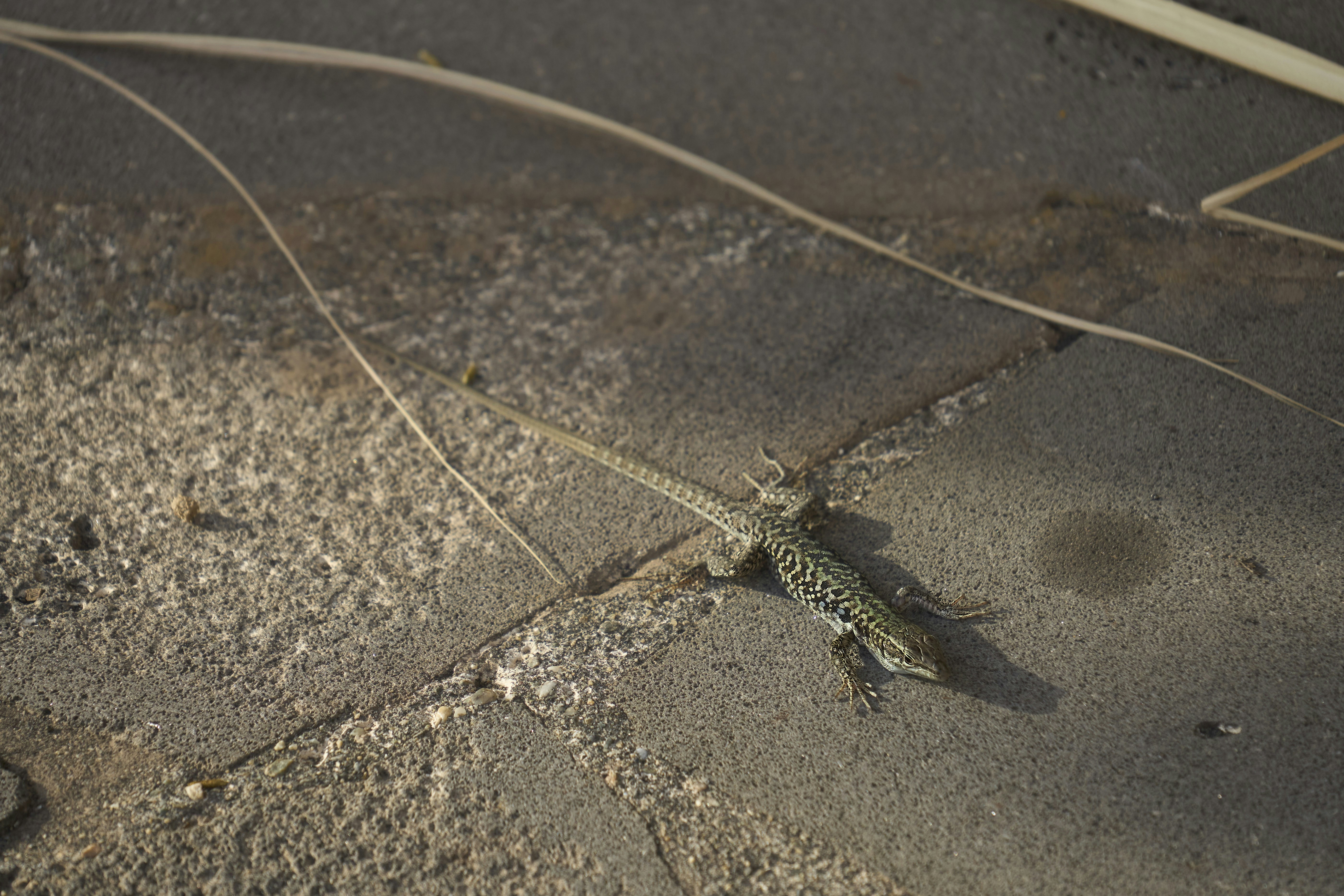 A small patterned lizard on grey stone paving tiles with dry grass