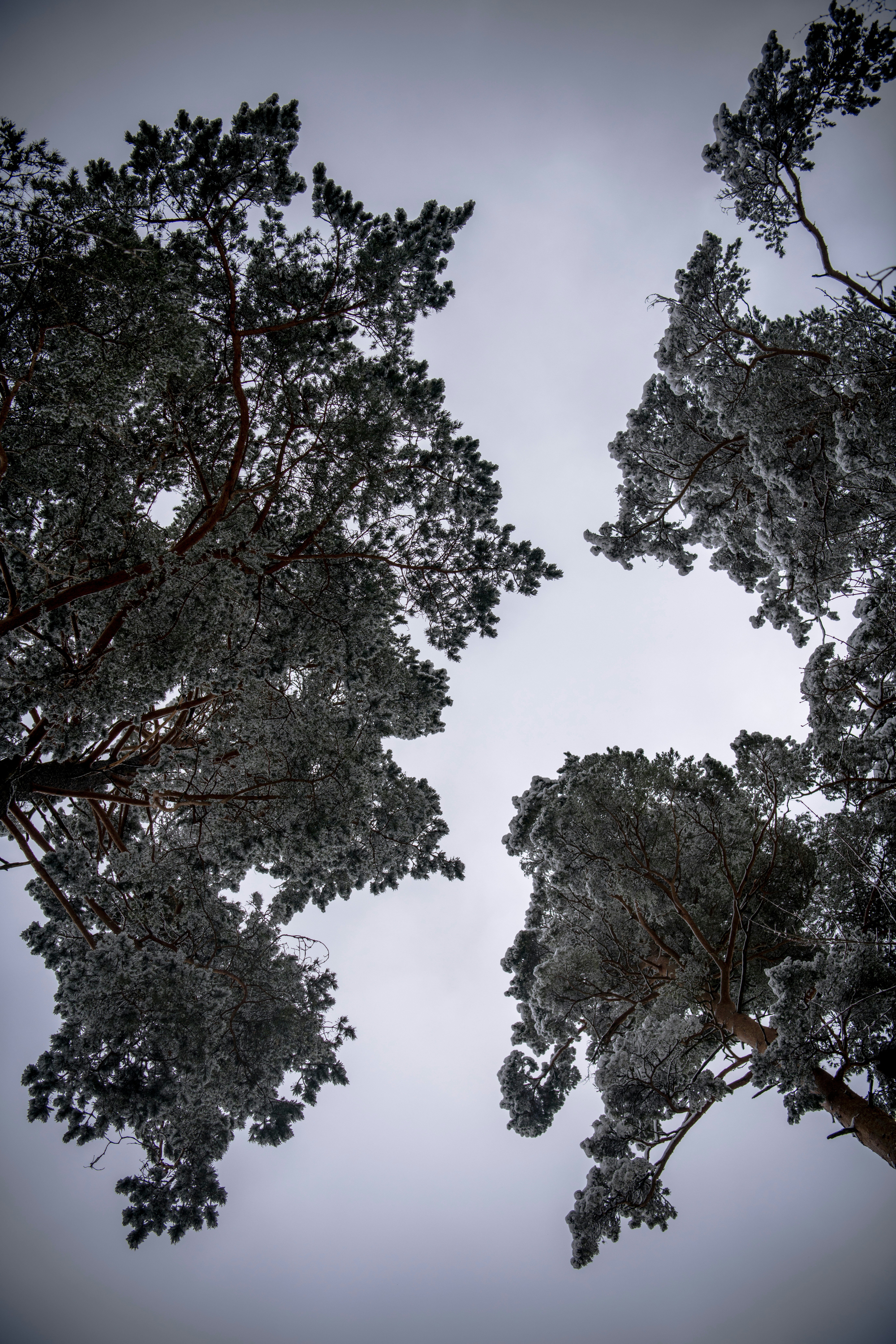 Snow-covered pine tree tops against a pale overcast winter sky