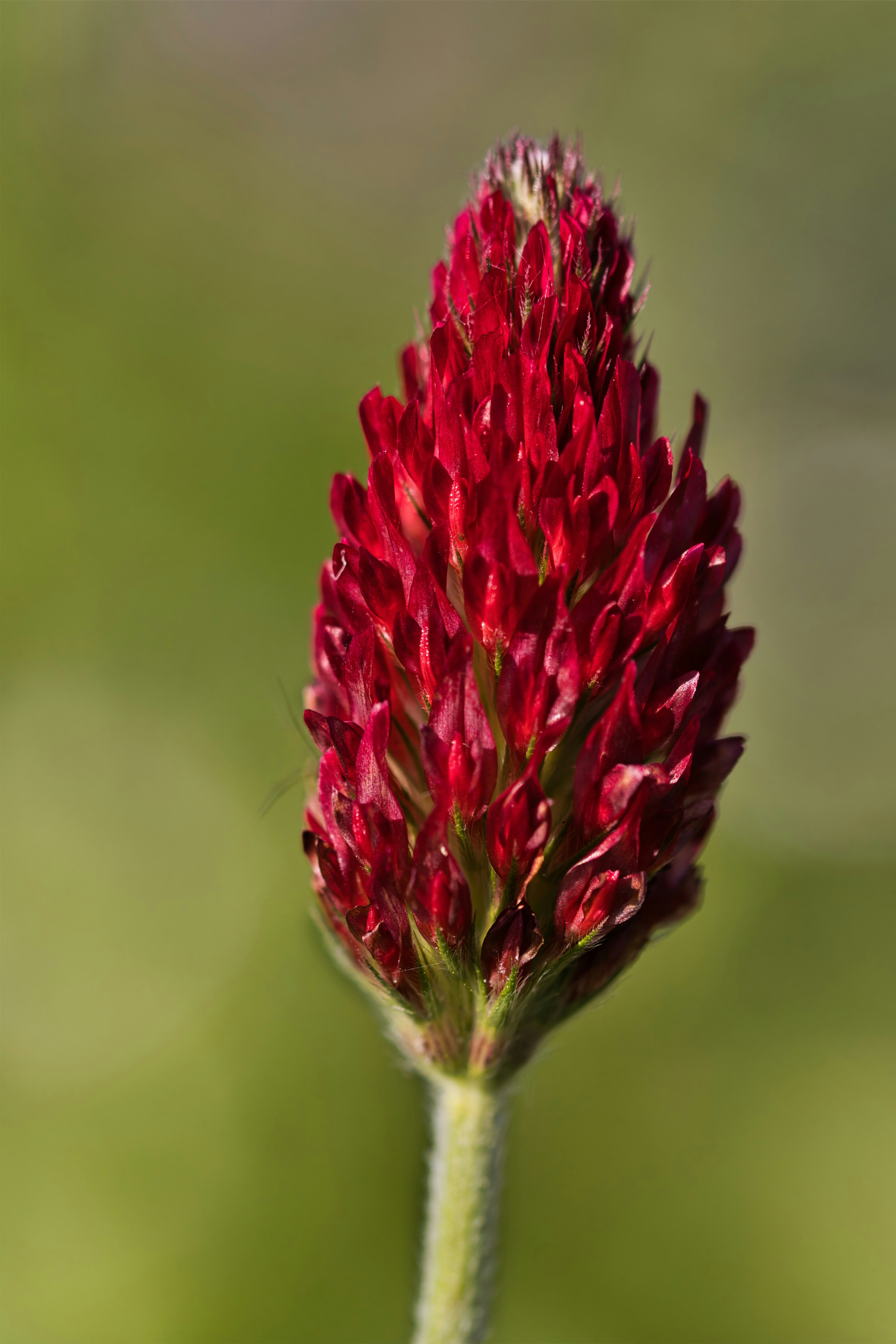 A vibrant crimson crimson clover flower head against a soft green blurred background