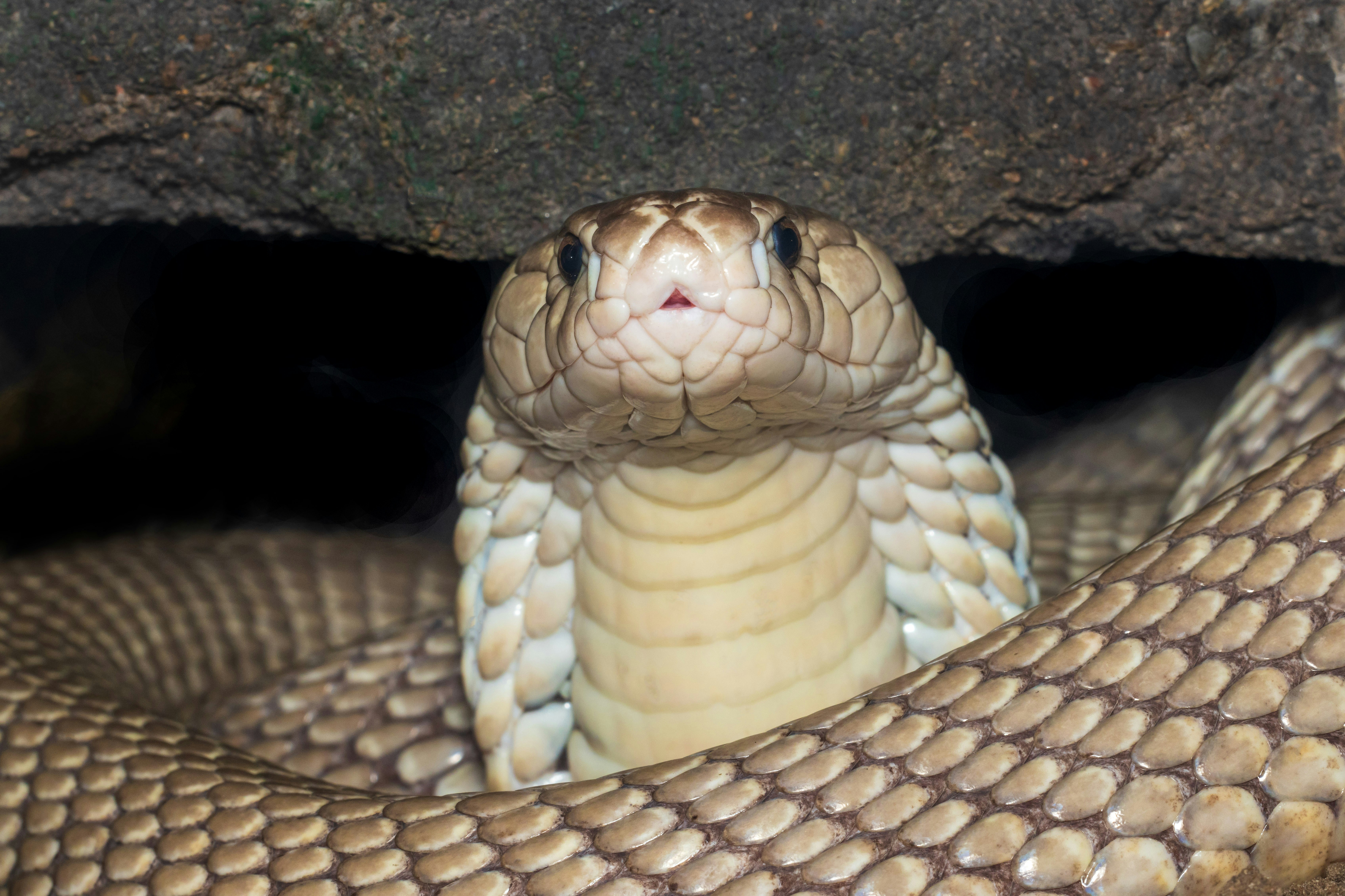 A light brown cobra with a flared hood emerging from a dark rocky crevice