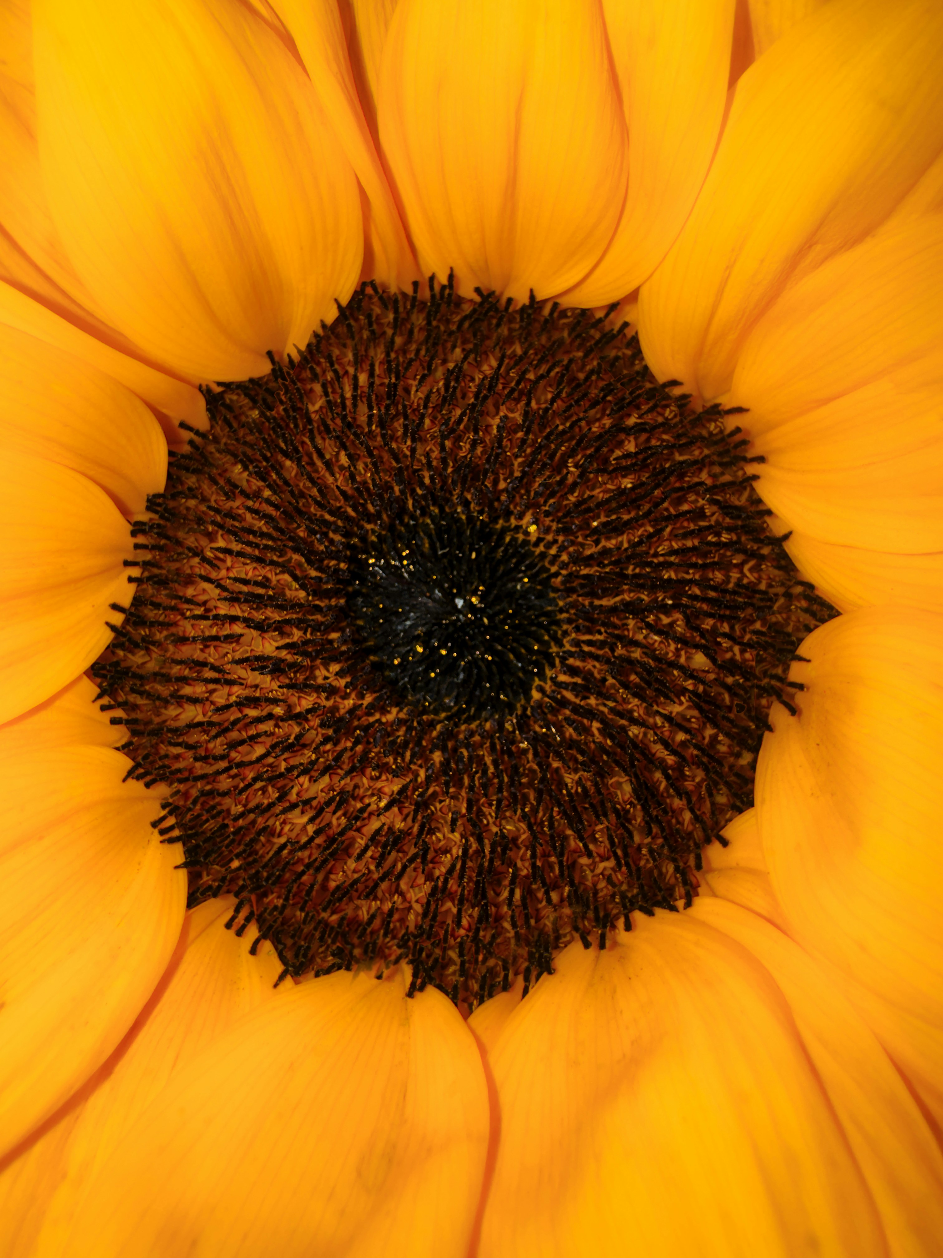 Macro view of a sunflower center with dark florets and bright yellow petals