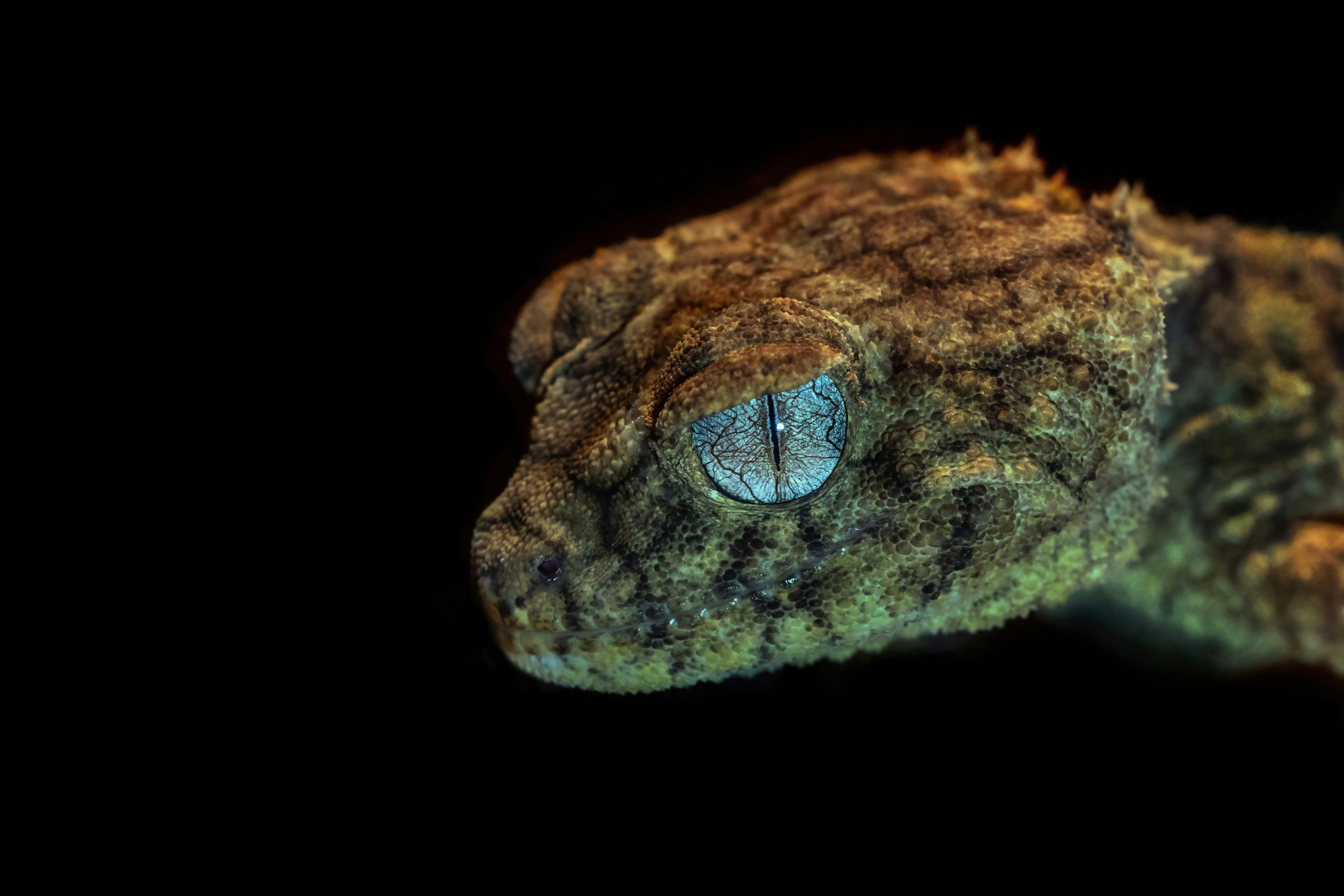 A close-up of a gecko head with textured skin and a pale blue eye