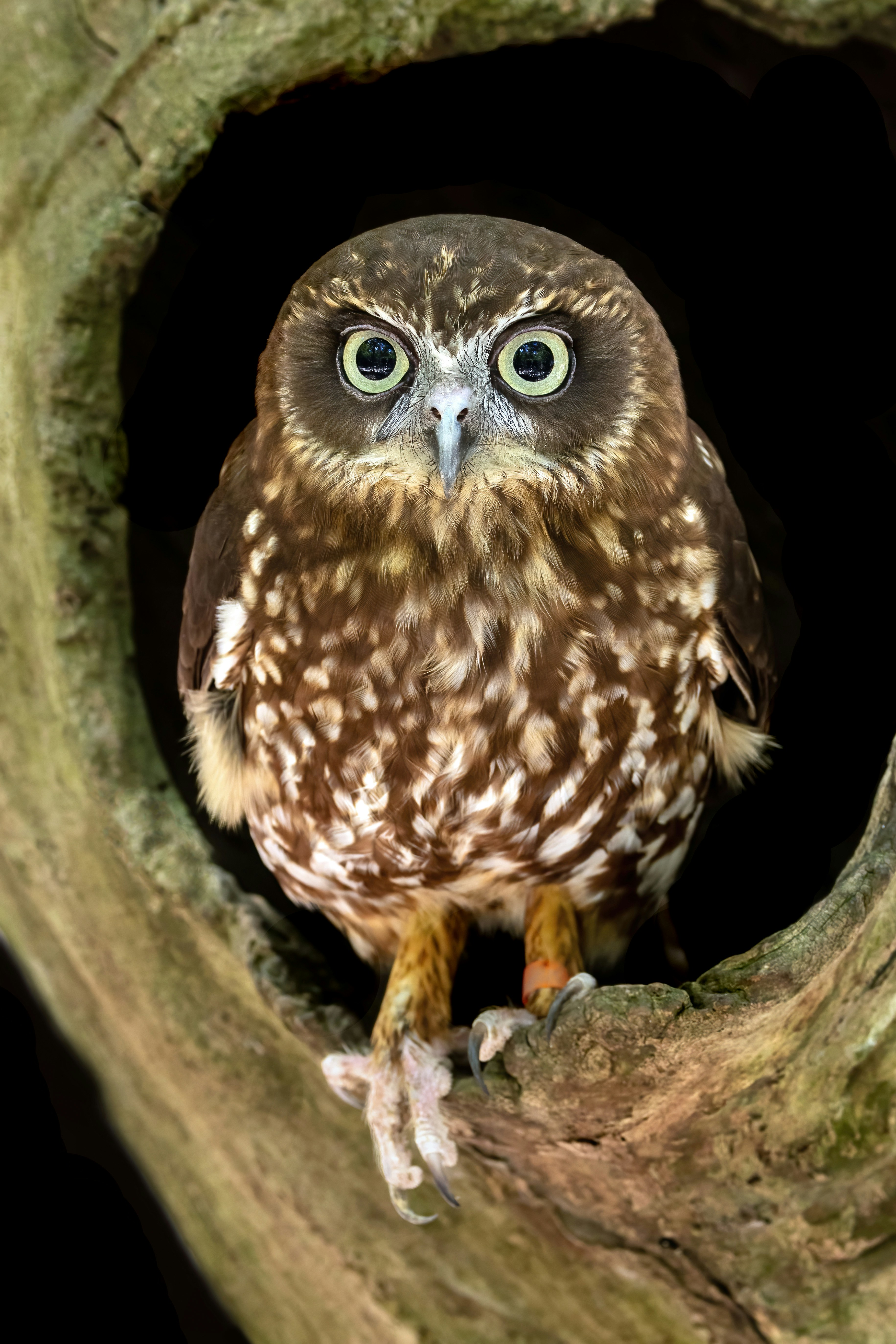 A brown owl with large pale eyes peering from a hollow tree trunk