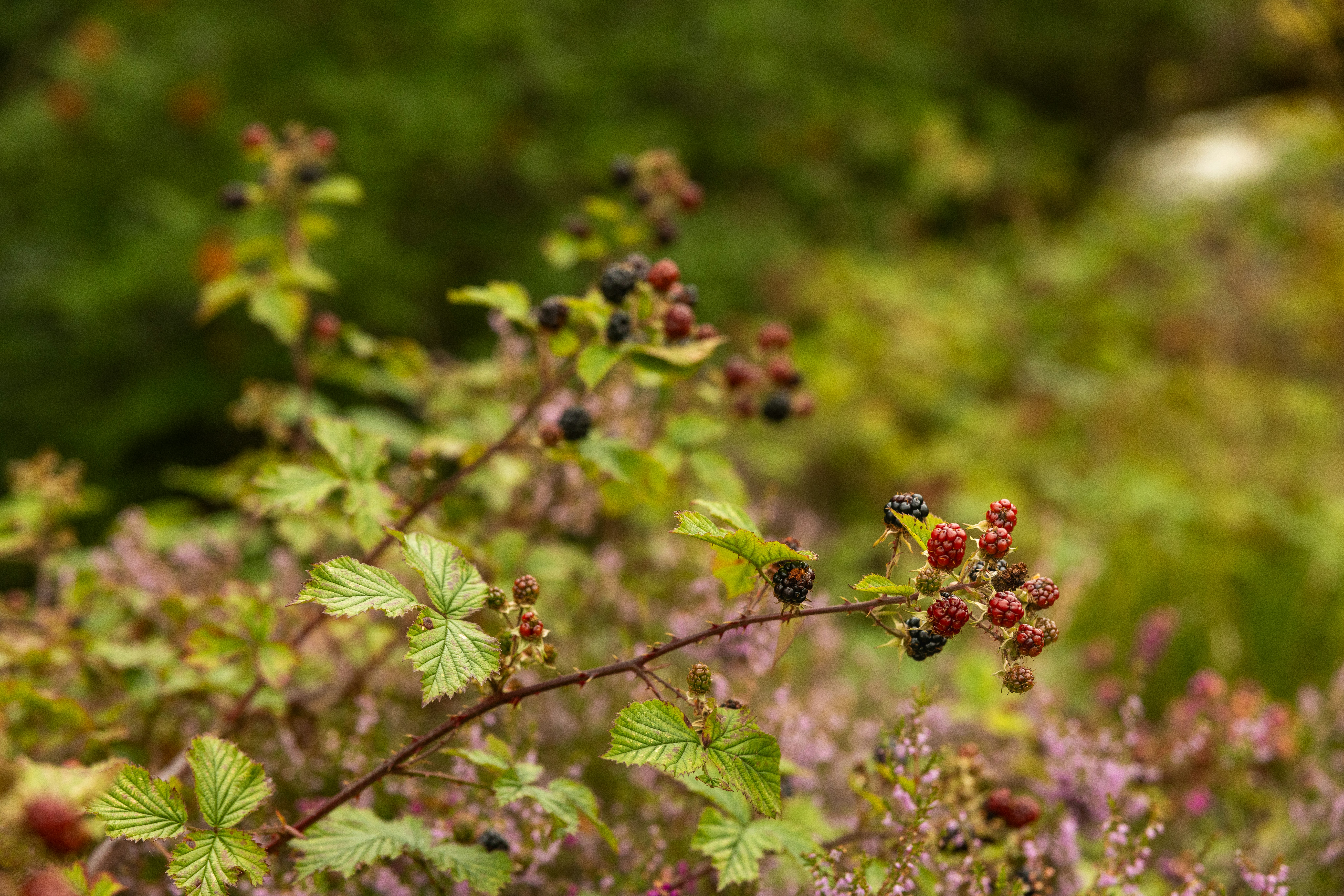 Brombeeren und rote Beeren auf einem dornigen Ast mit grünen Blättern