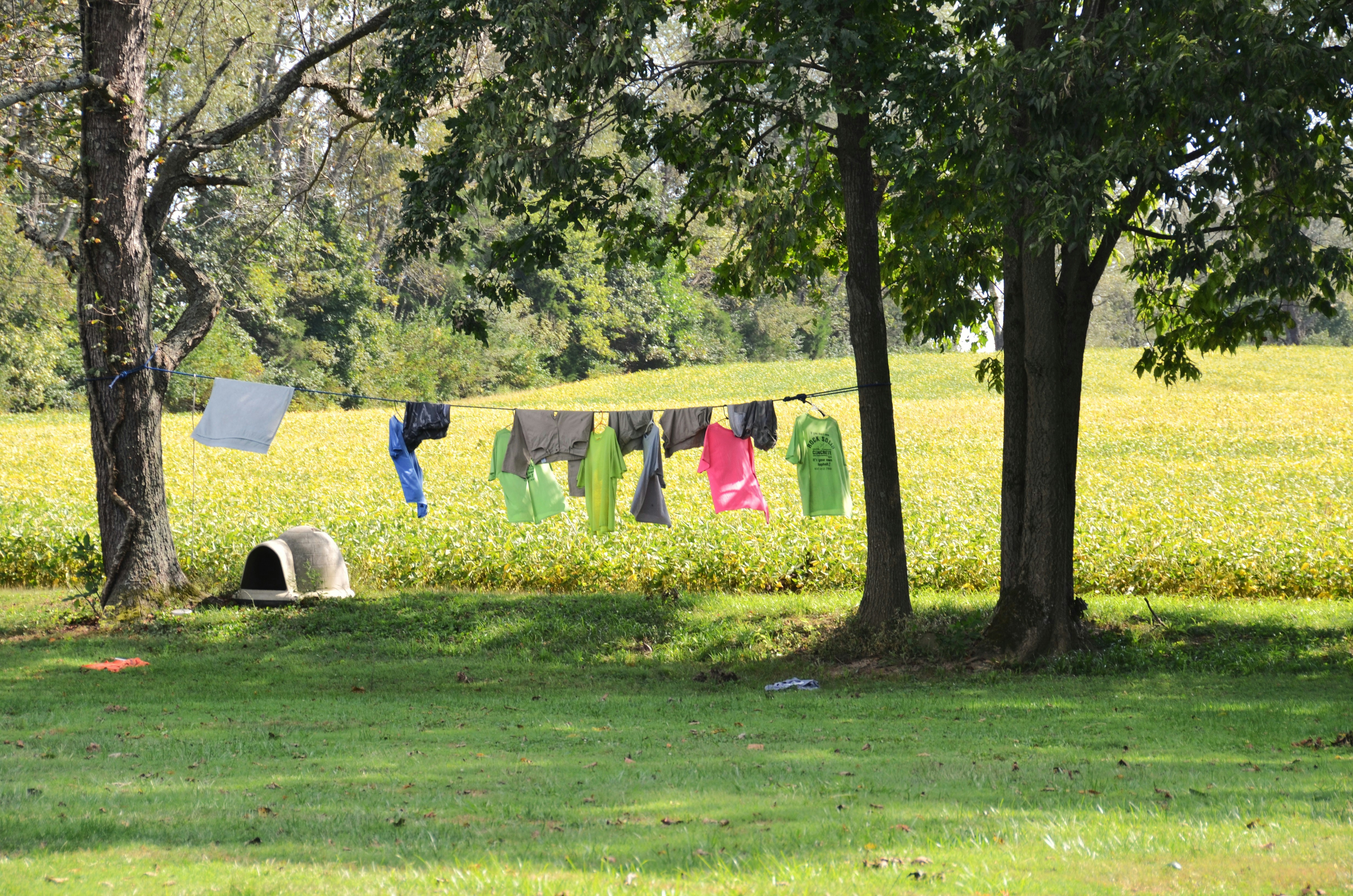 Clothes hanging on a line between trees in a grassy field
