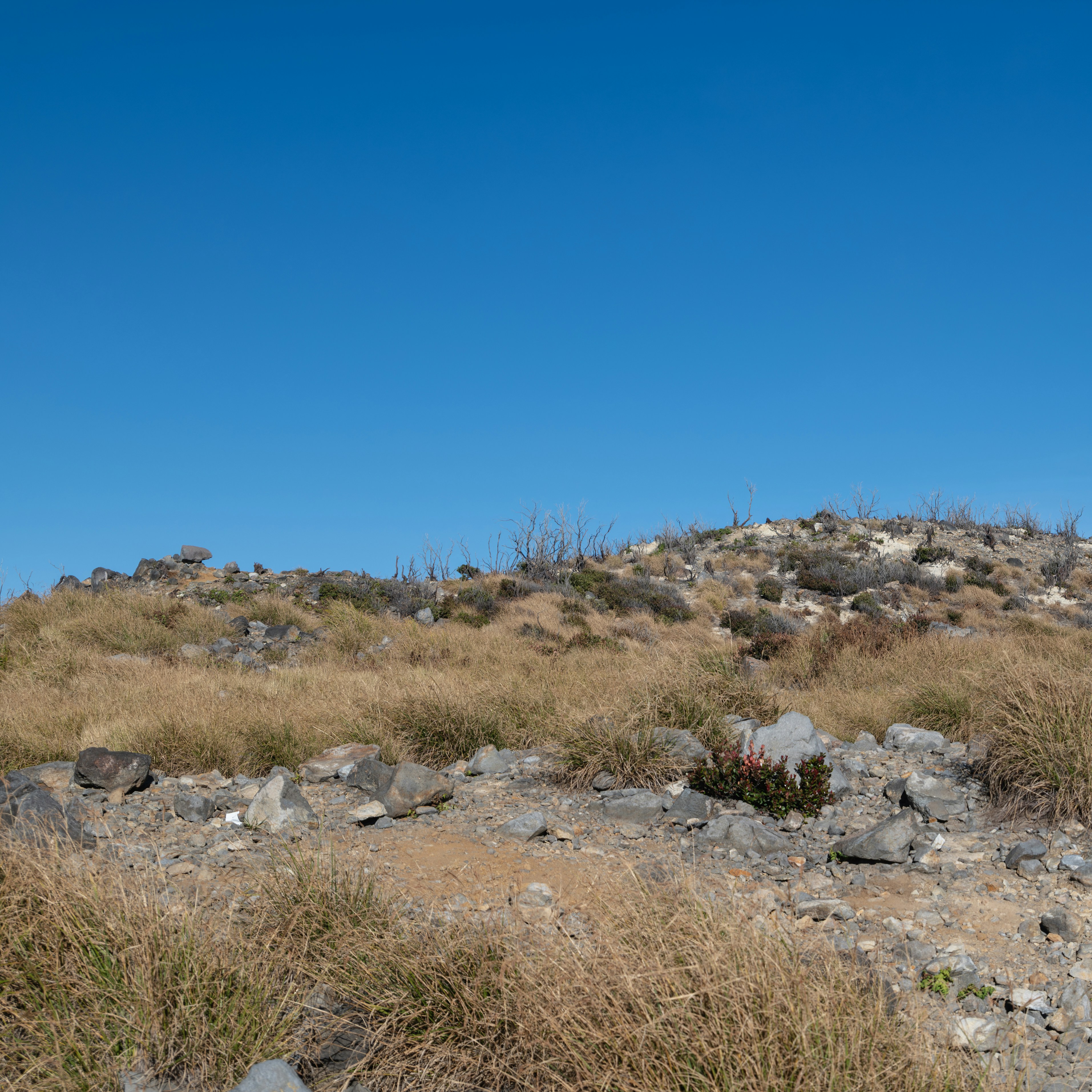 A rocky hillside with dry grass and sparse shrubs under a clear blue sky