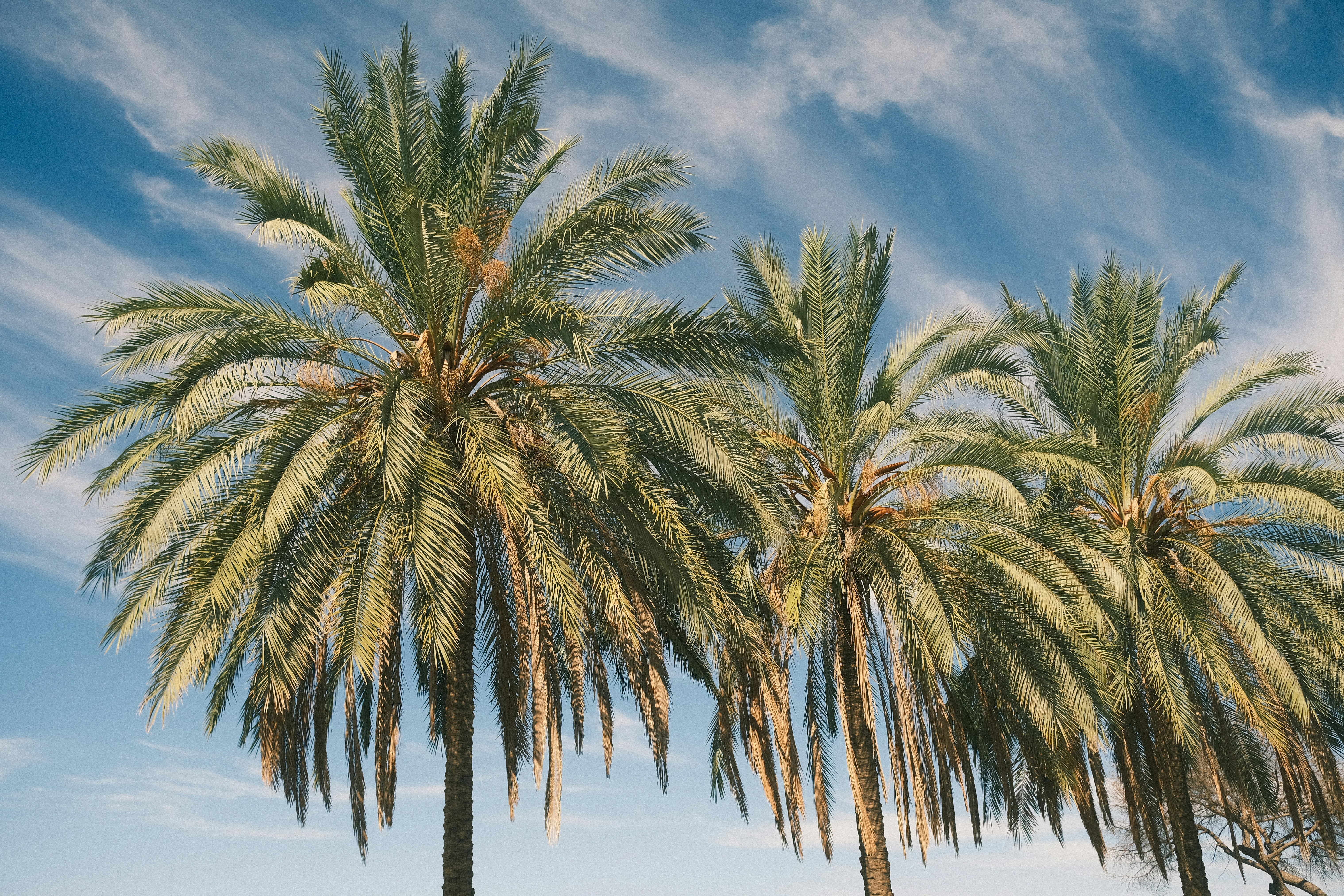Three tall palm trees against a bright blue sky with wispy white clouds