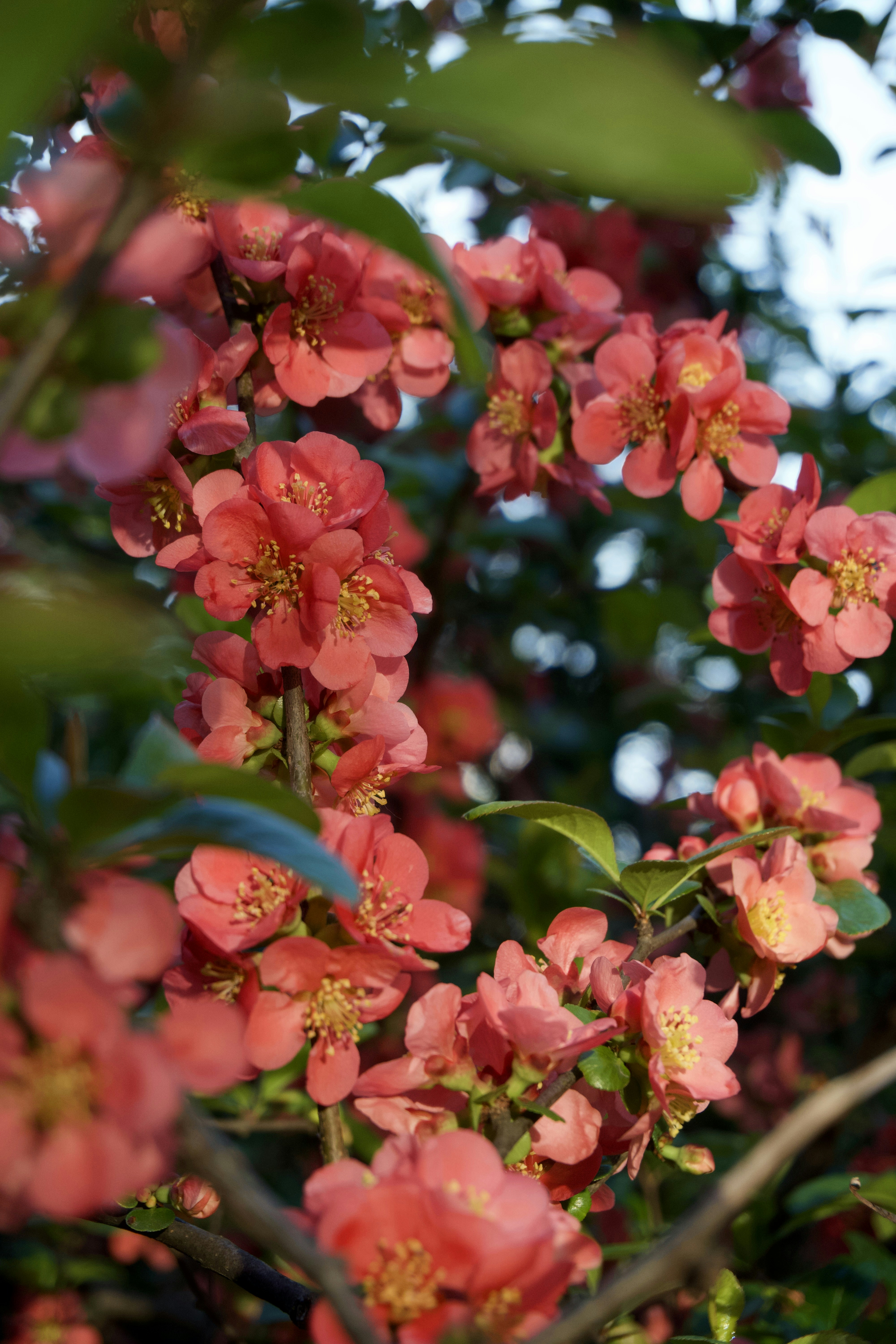 Clusters of vibrant coral pink flowers blooming on a flowering quince bush