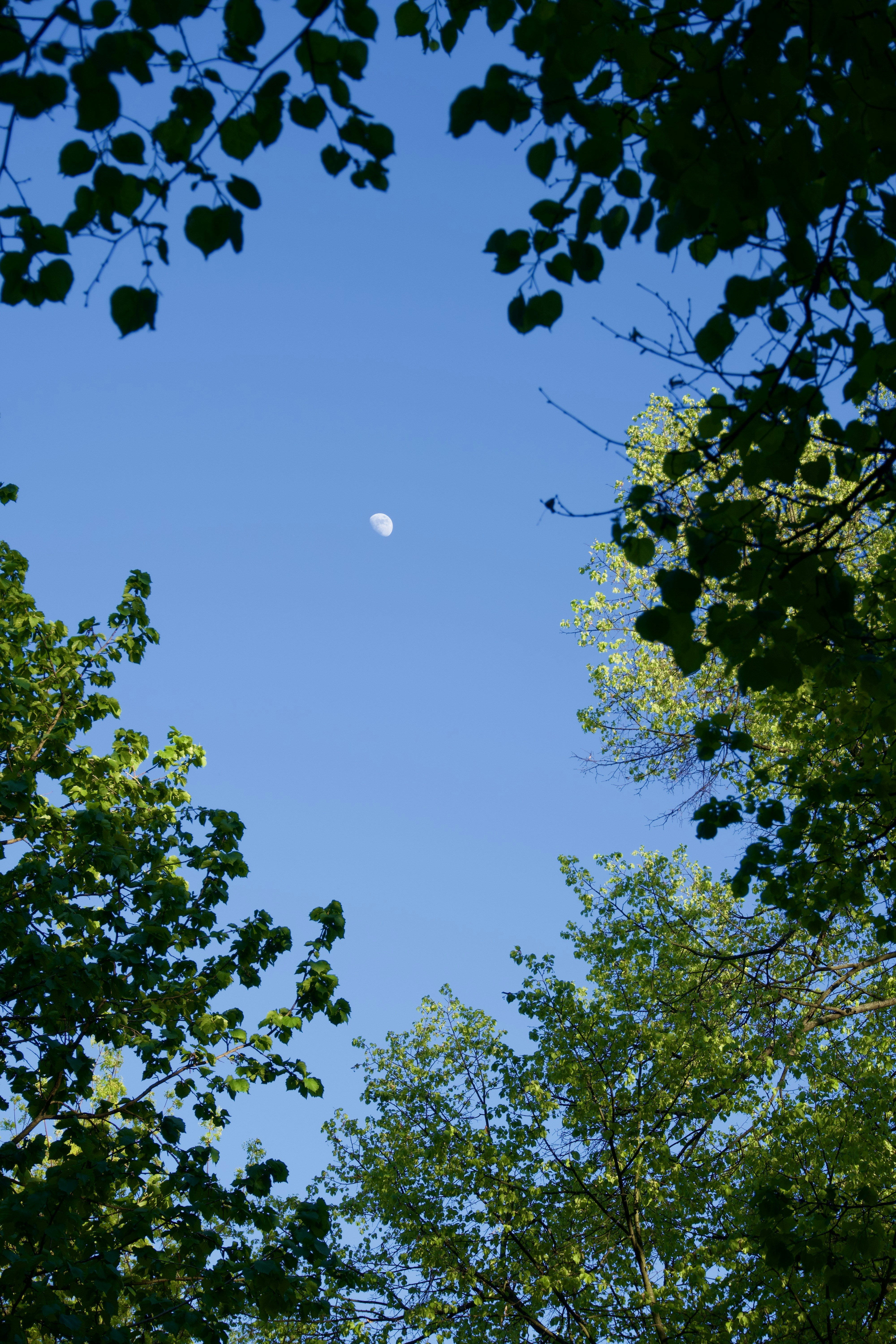 A crescent moon in a clear blue sky framed by green tree branches