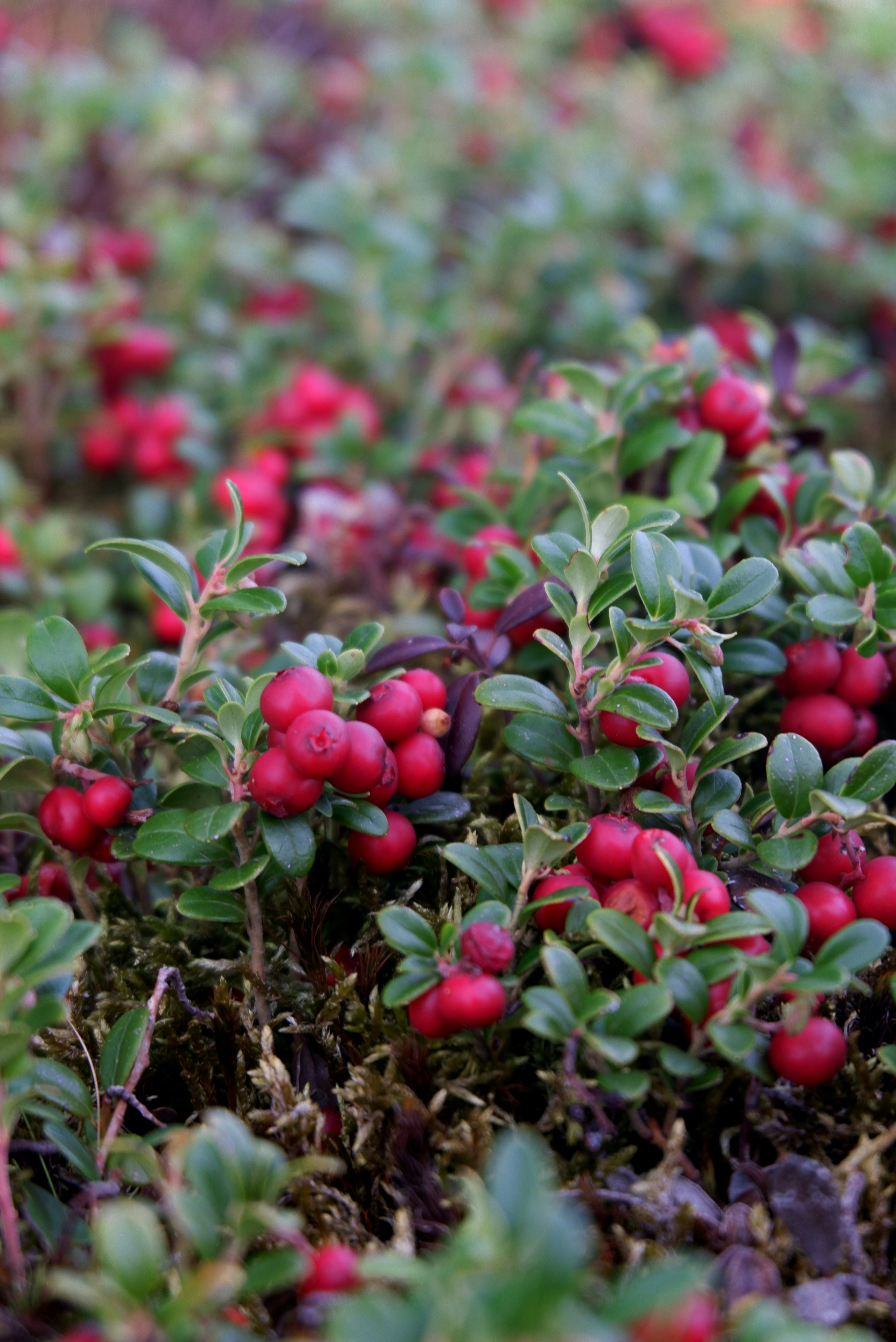 Clusters of bright red lingonberries growing on low green shrubs in mossy soil