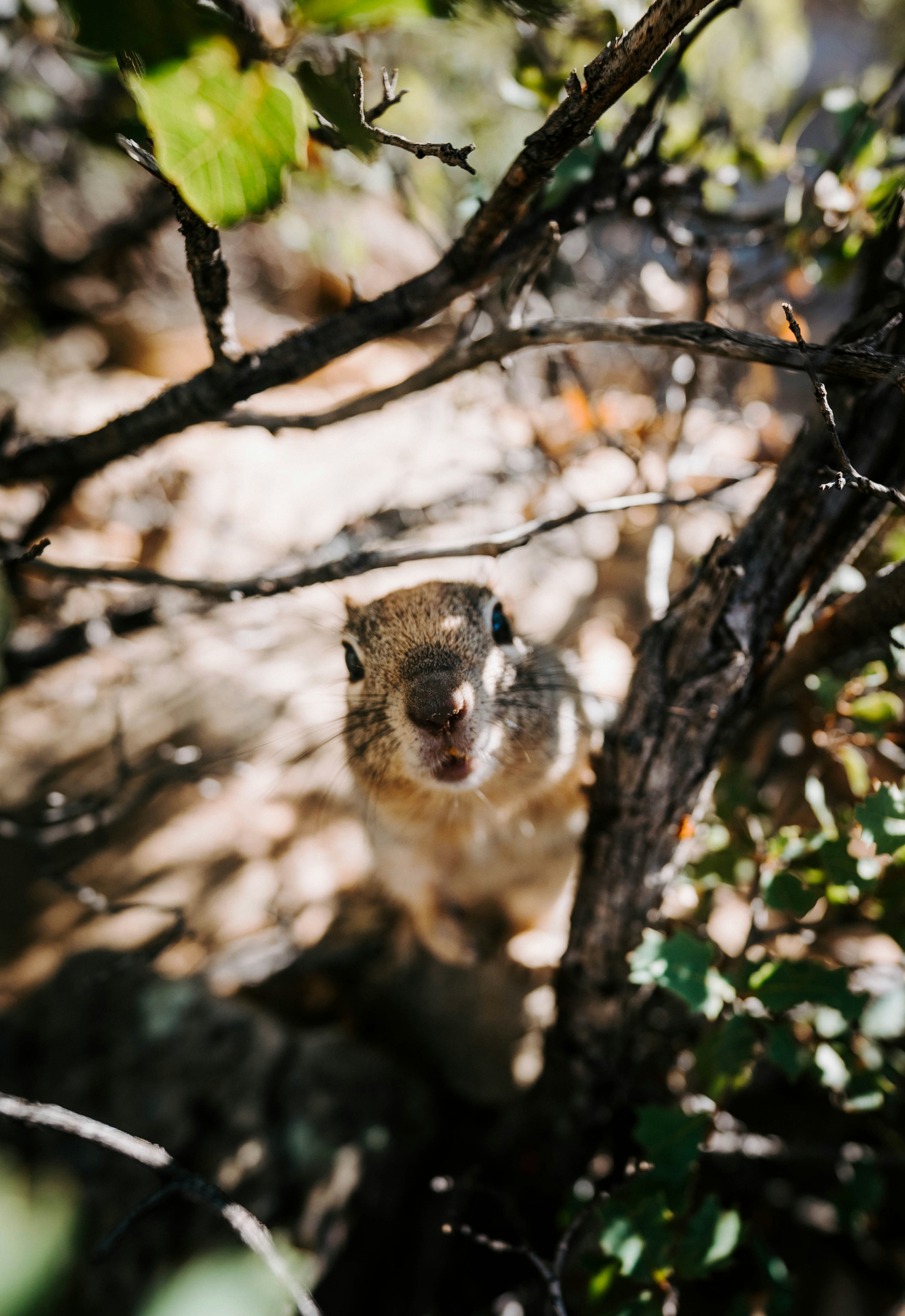 A ground squirrel peering through dark tree branches in a sunlit forest