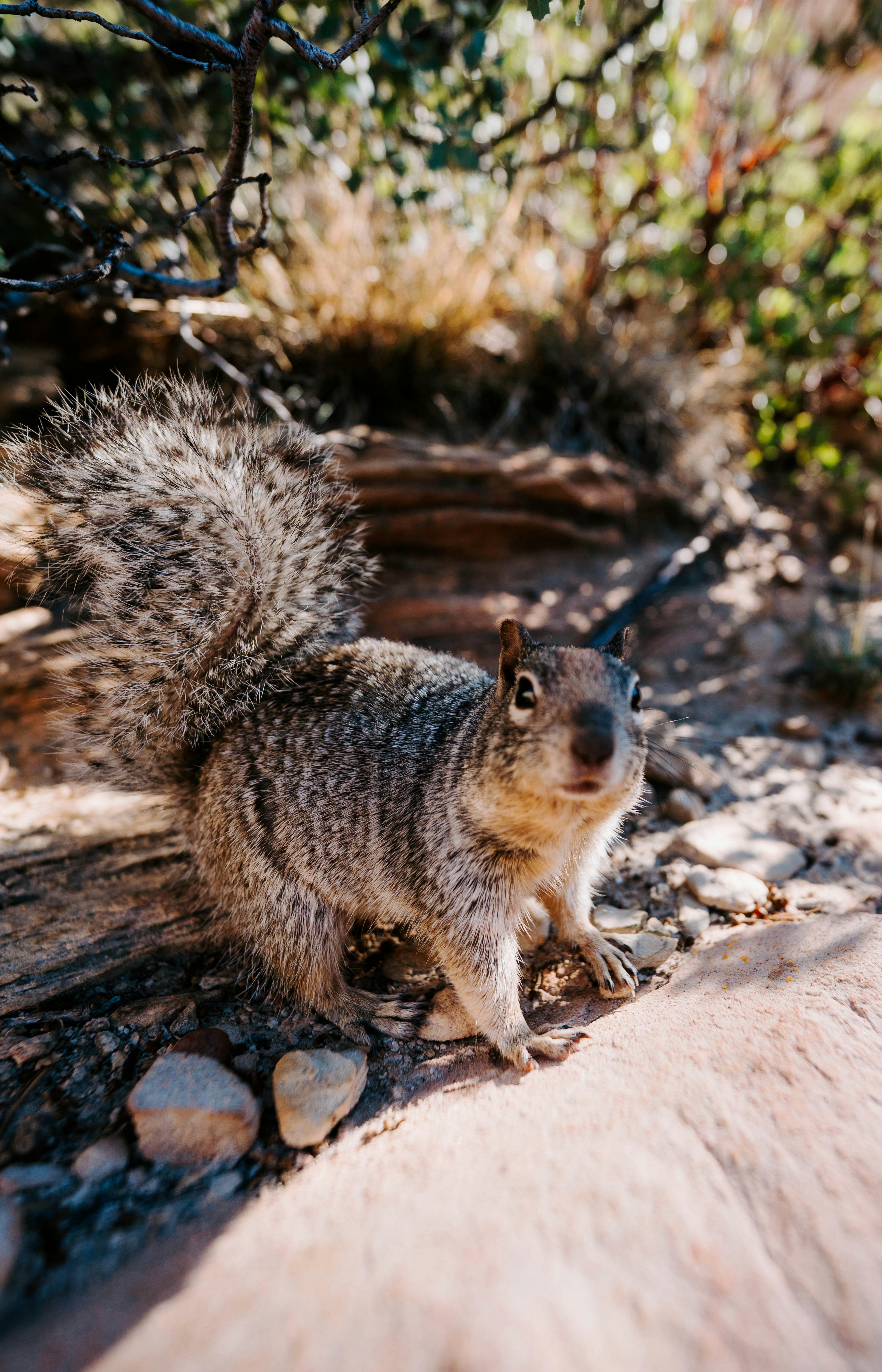 A squirrel with a bushy tail on a rocky ground in dappled sunlight