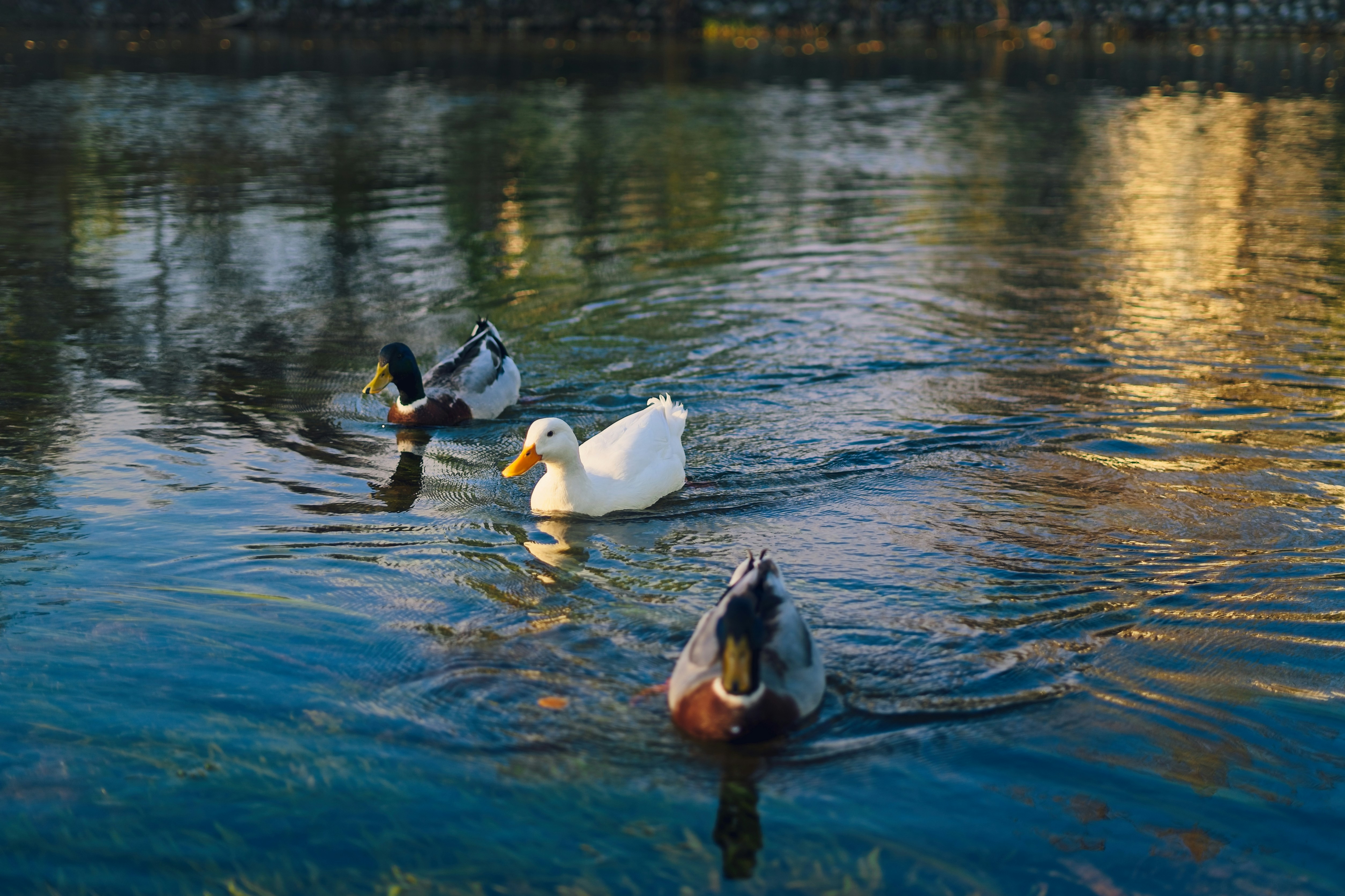 Three ducks swimming across a calm pond during the golden hour