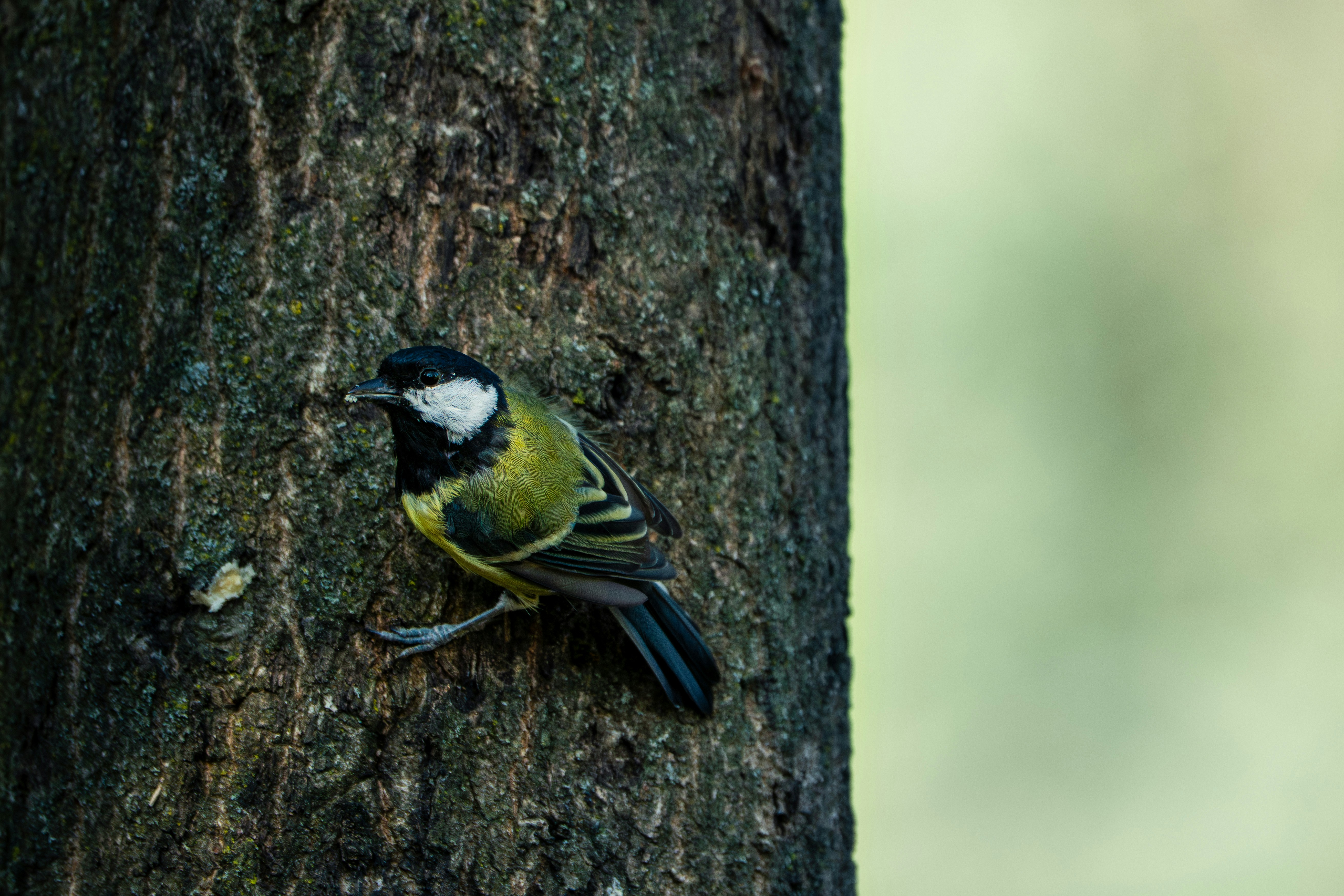 A great tit with yellow and black plumage clinging to a textured tree trunk