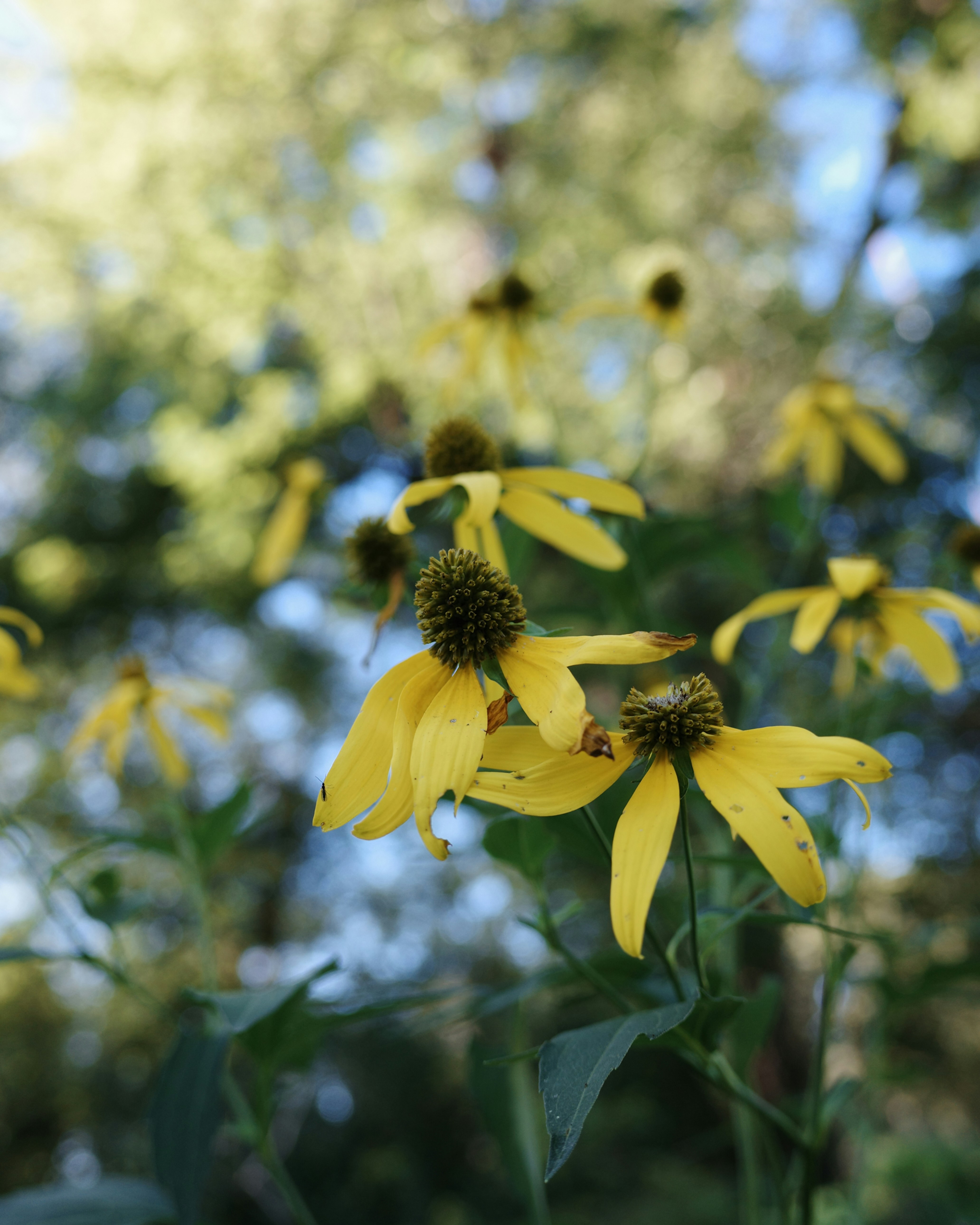 Yellow coneflowers with dark centers blooming in a sunlit garden
