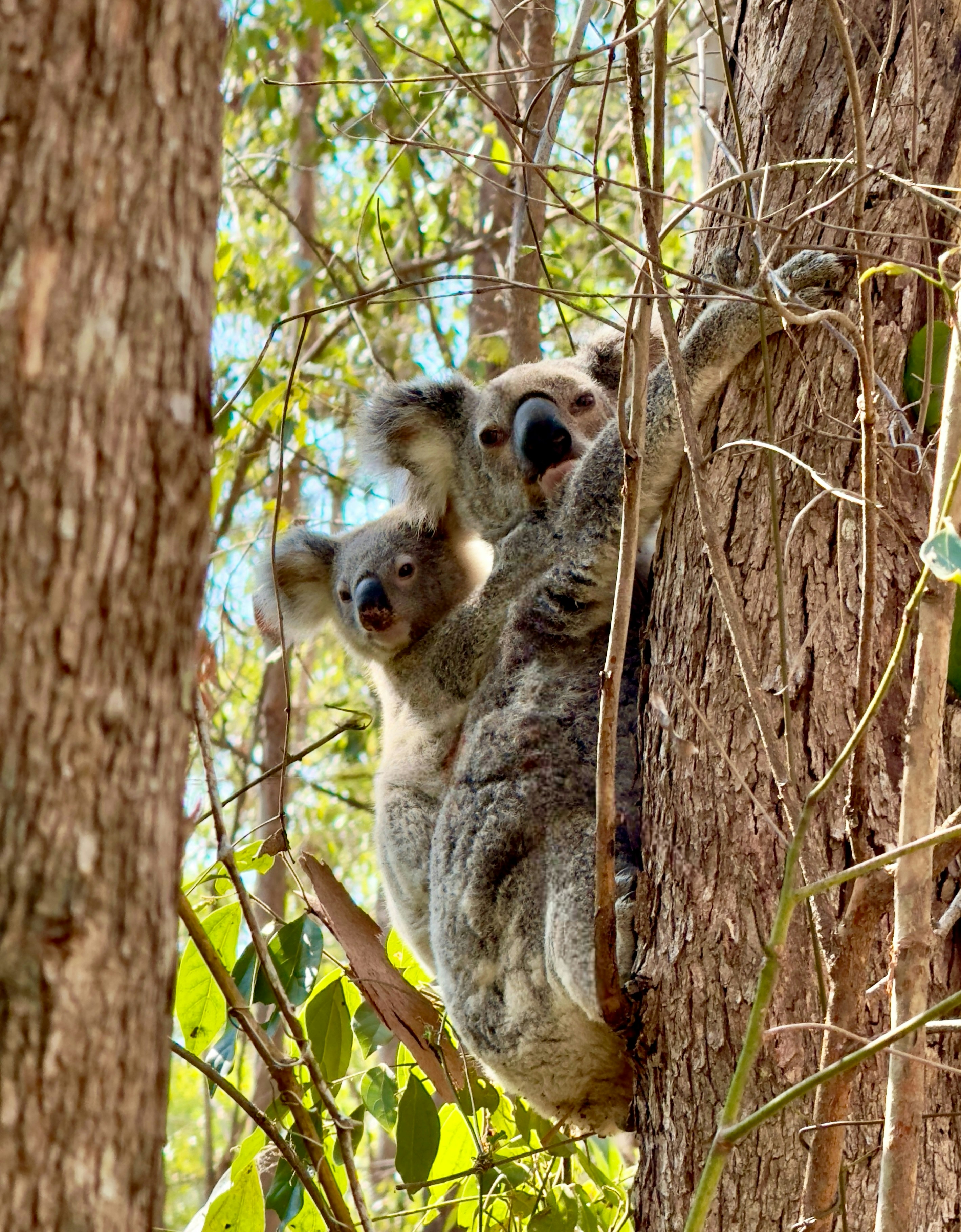 A koala with a joey clinging to its back on a tree trunk