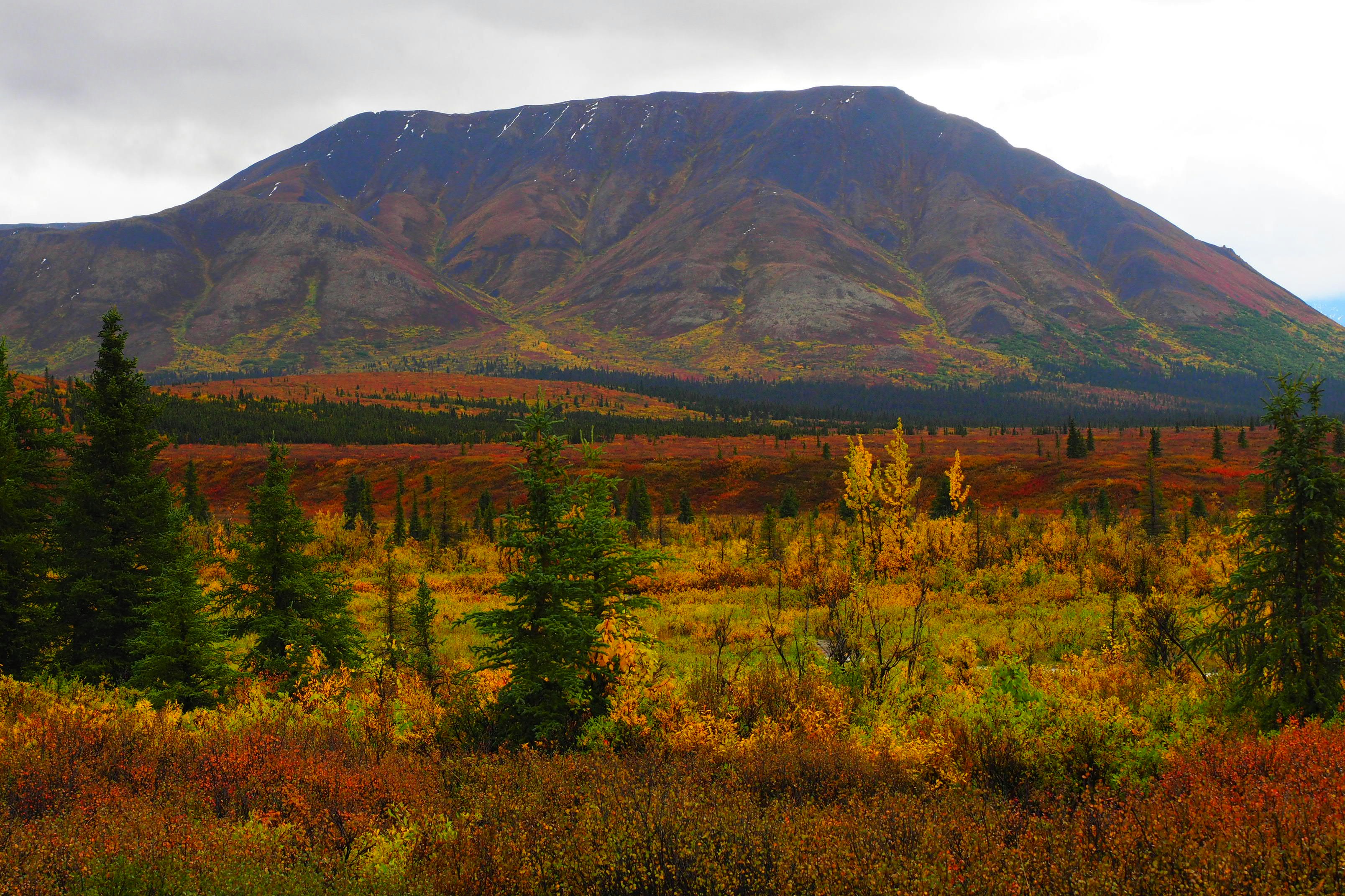 A large mountain rising above a vast tundra with autumn foliage and spruce trees