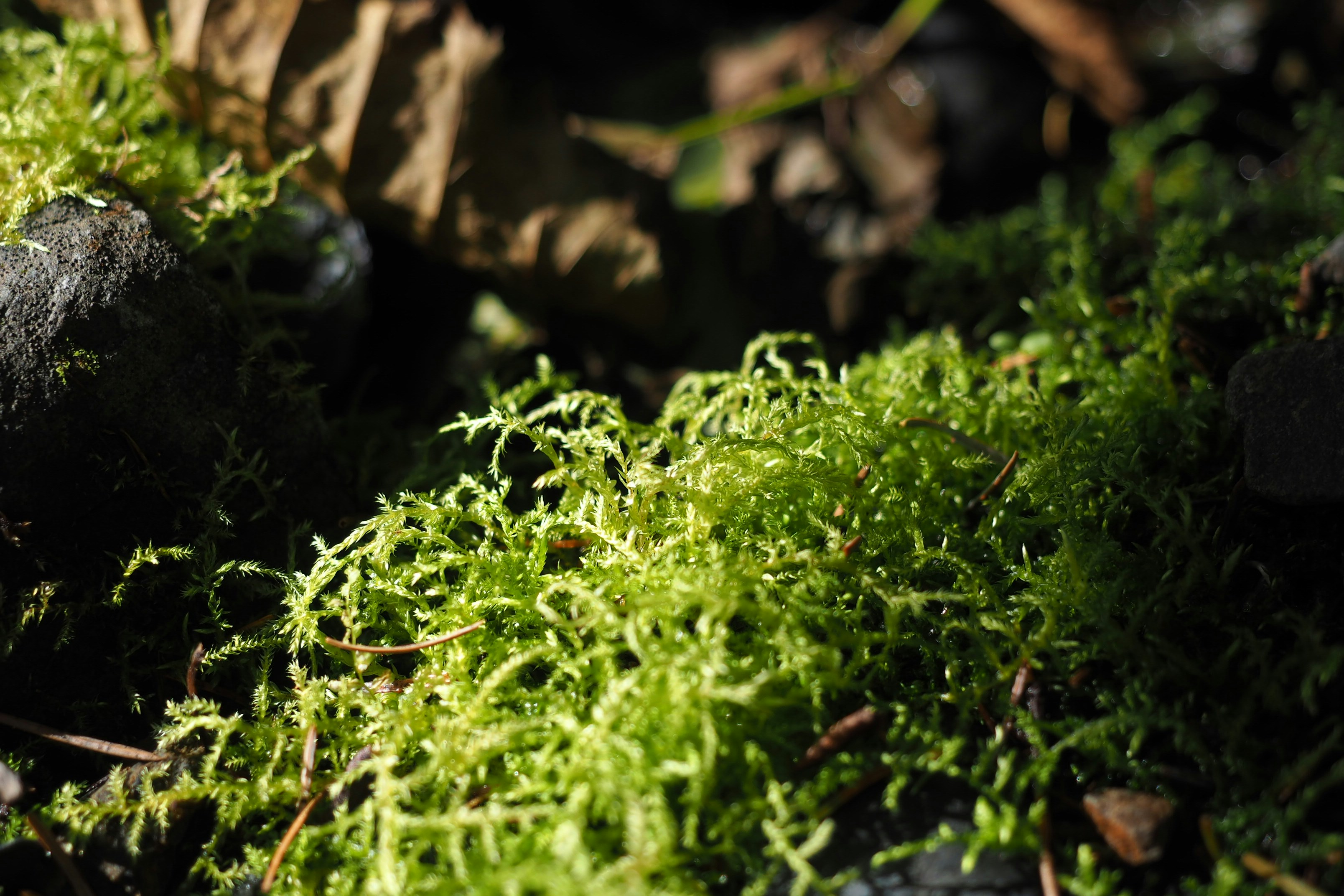 Bright green moss growing on dark soil with scattered pine needles
