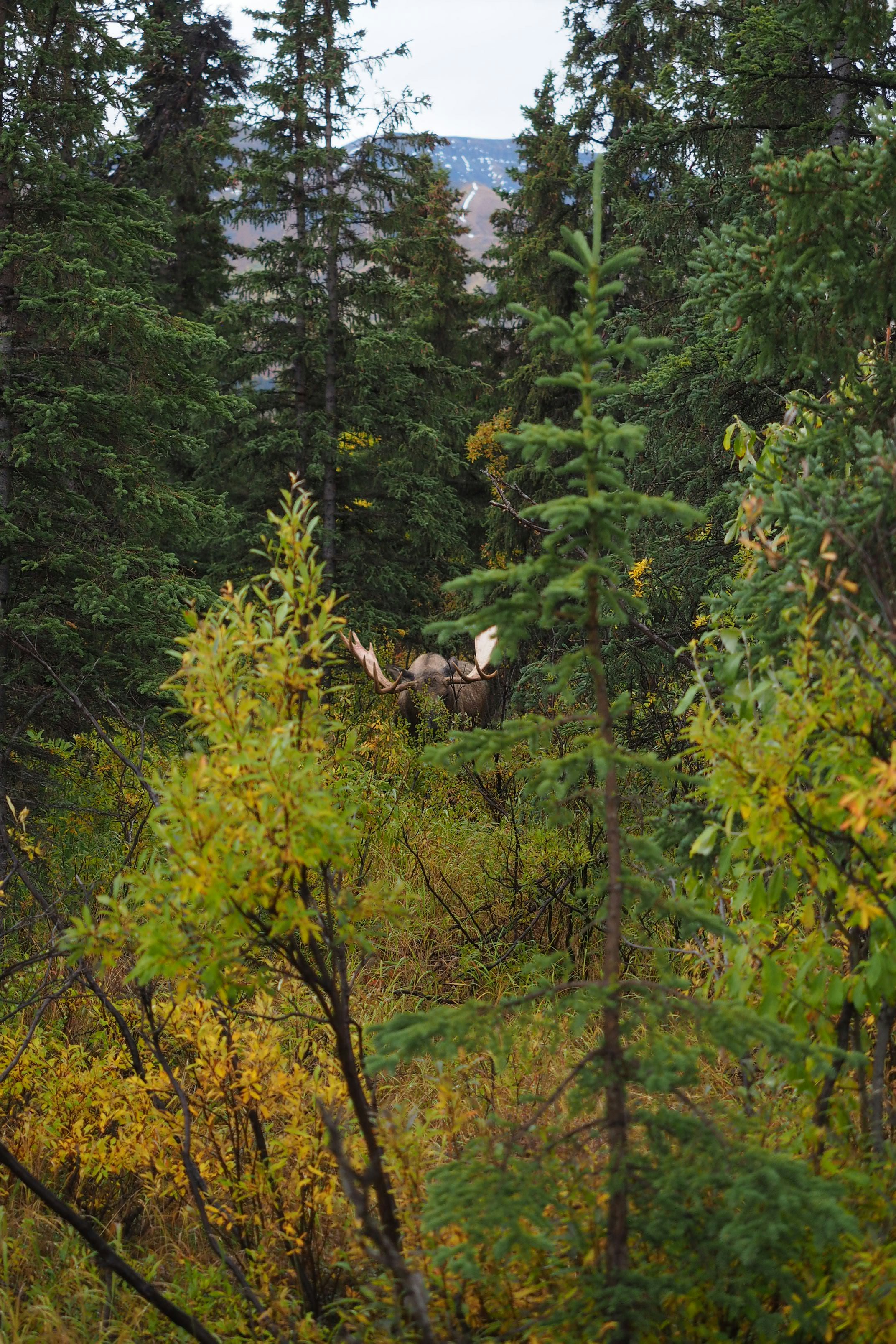 A bull moose with large antlers in a dense forest of spruce trees