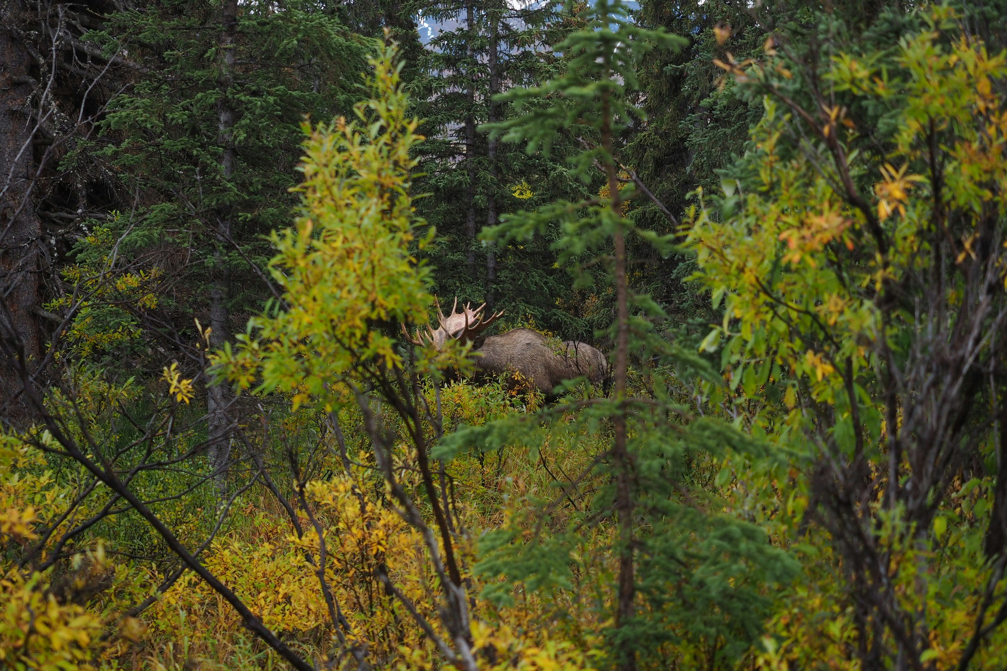 A bull moose with large antlers in a dense forest with yellow autumn foliage