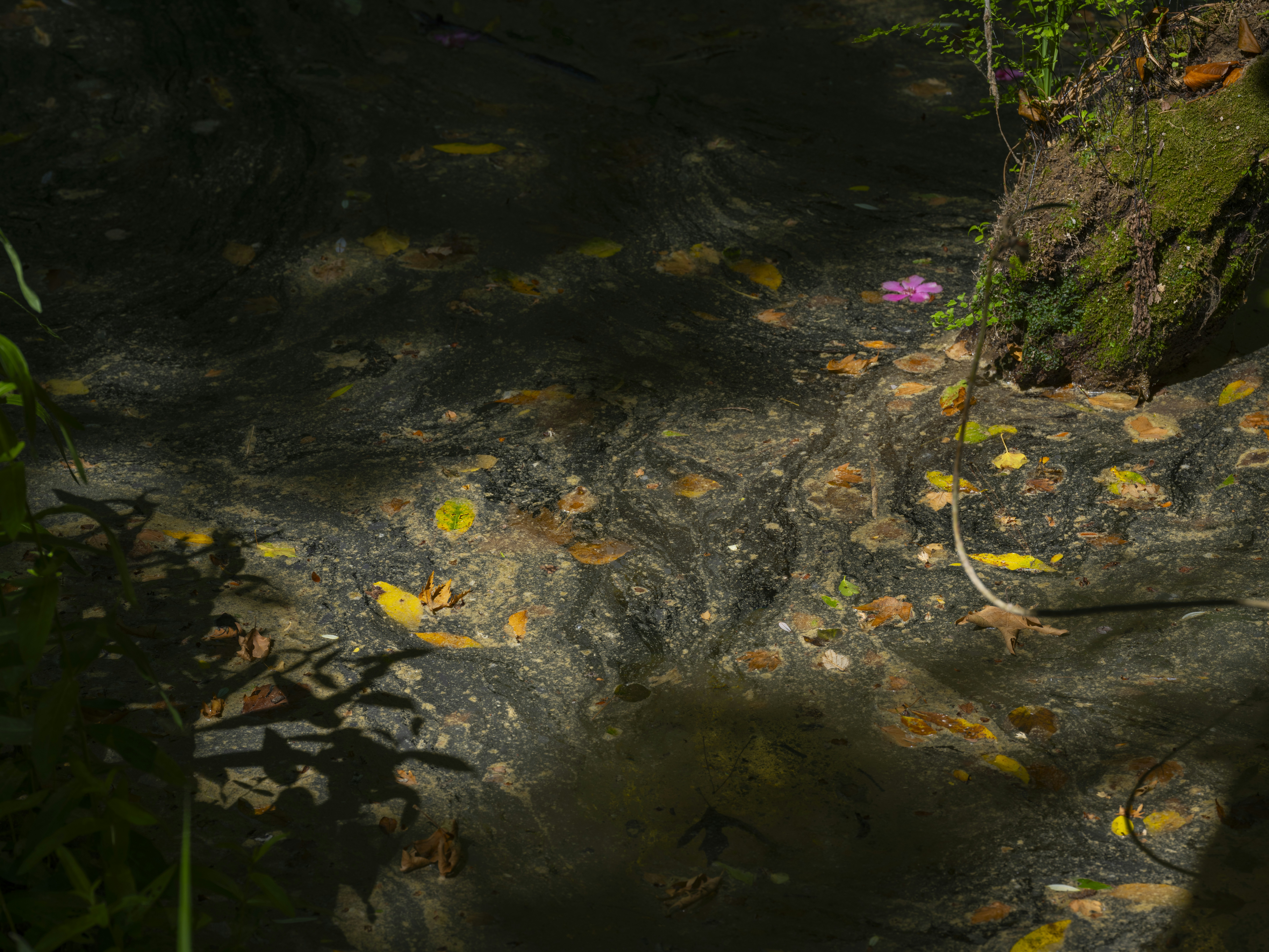 Yellow autumn leaves floating on dark water near a mossy tree root