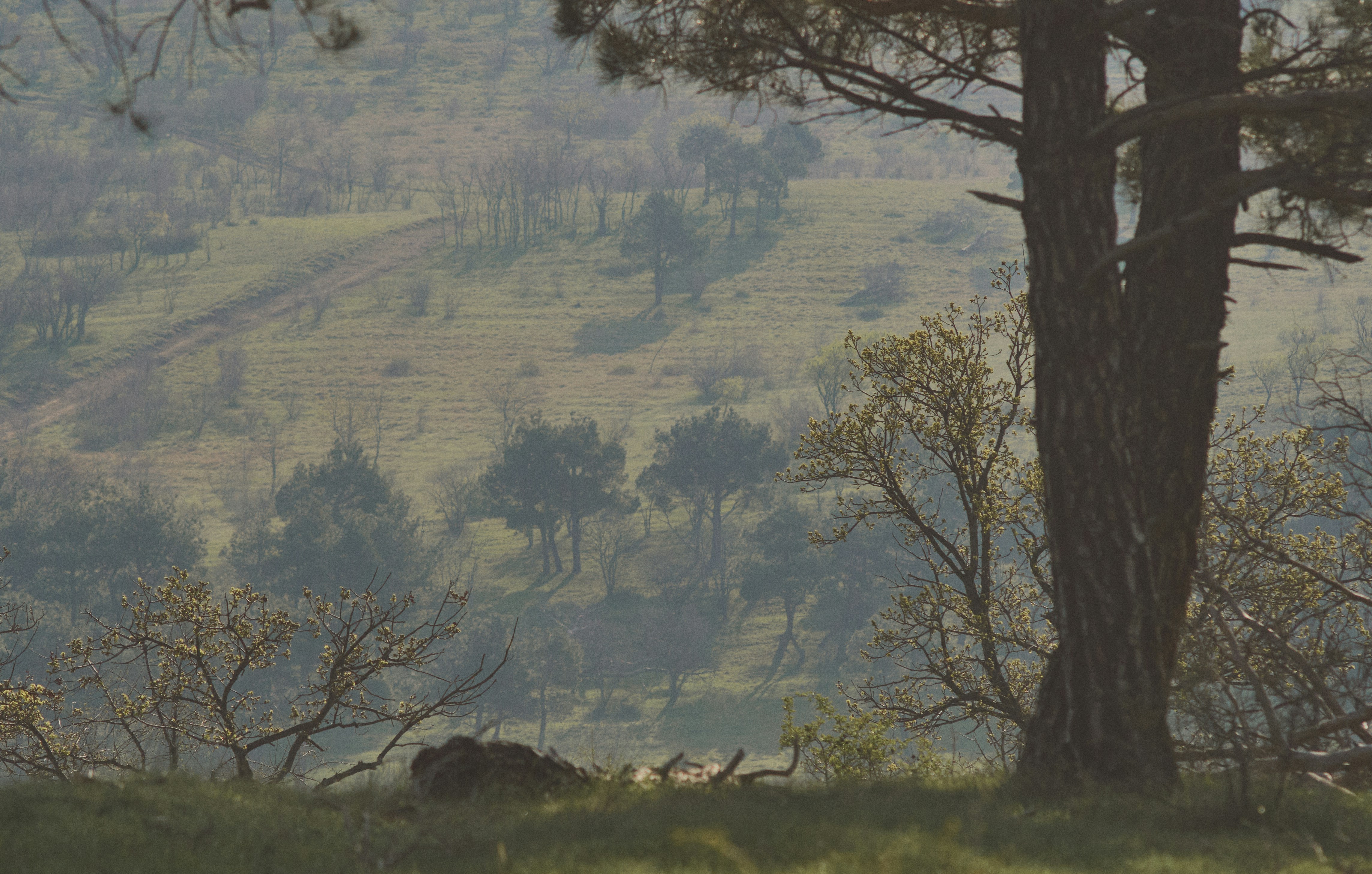 A pine tree in the foreground overlooking a misty green hillside with scattered trees