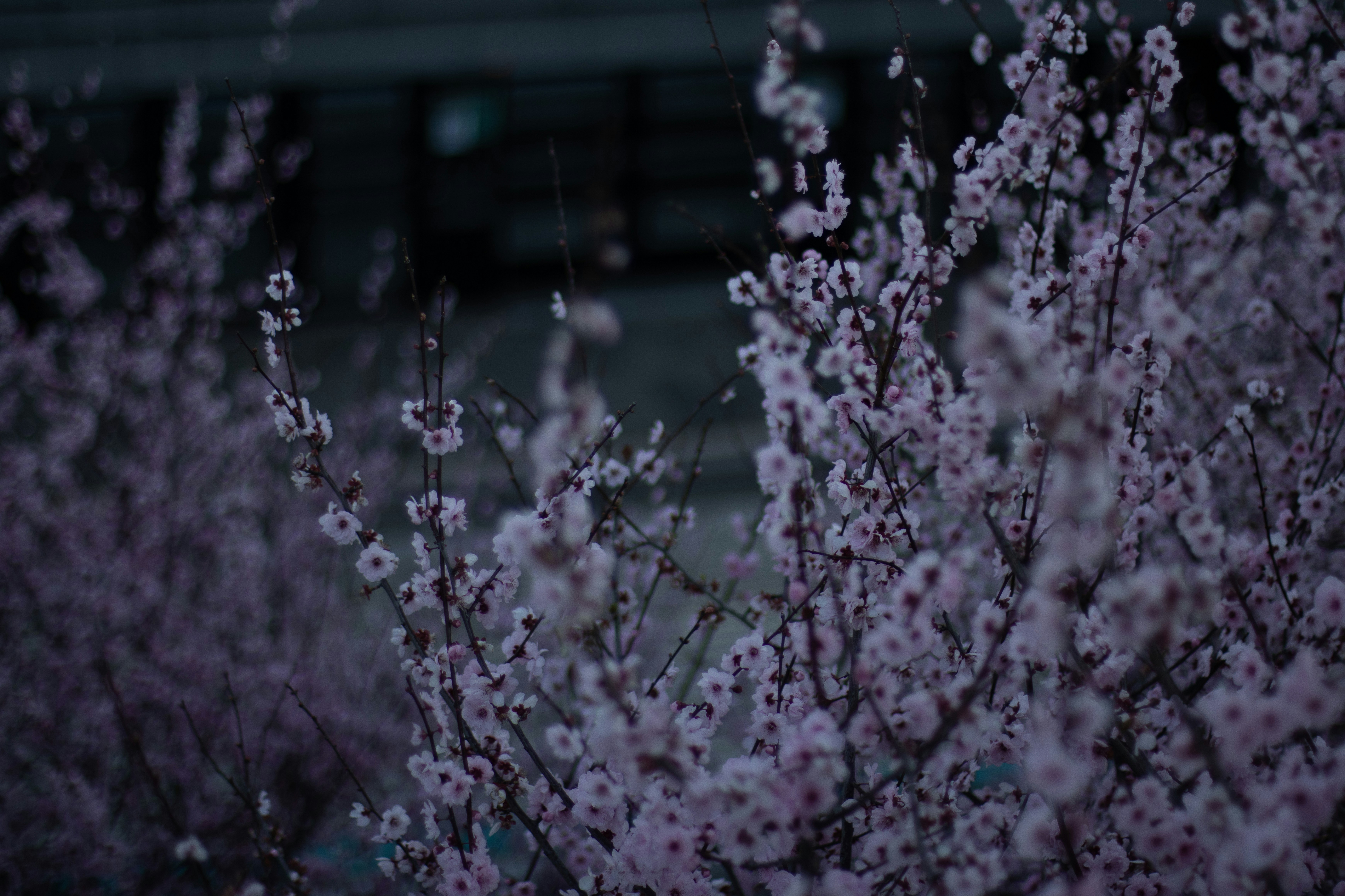 Small pale pink blossoms on thin branches against a dark blurred background