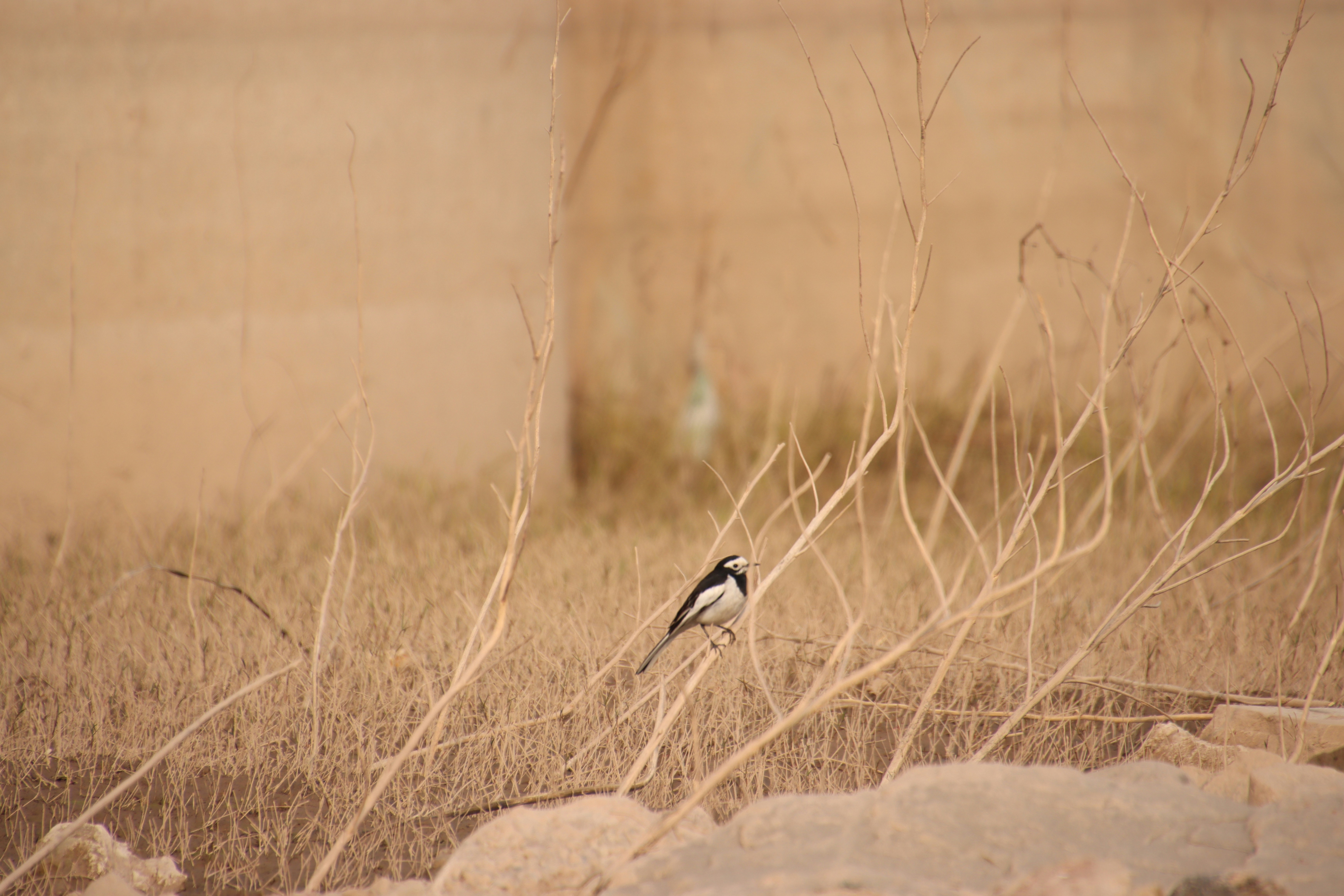 A white wagtail perched on a thin dry branch in a field